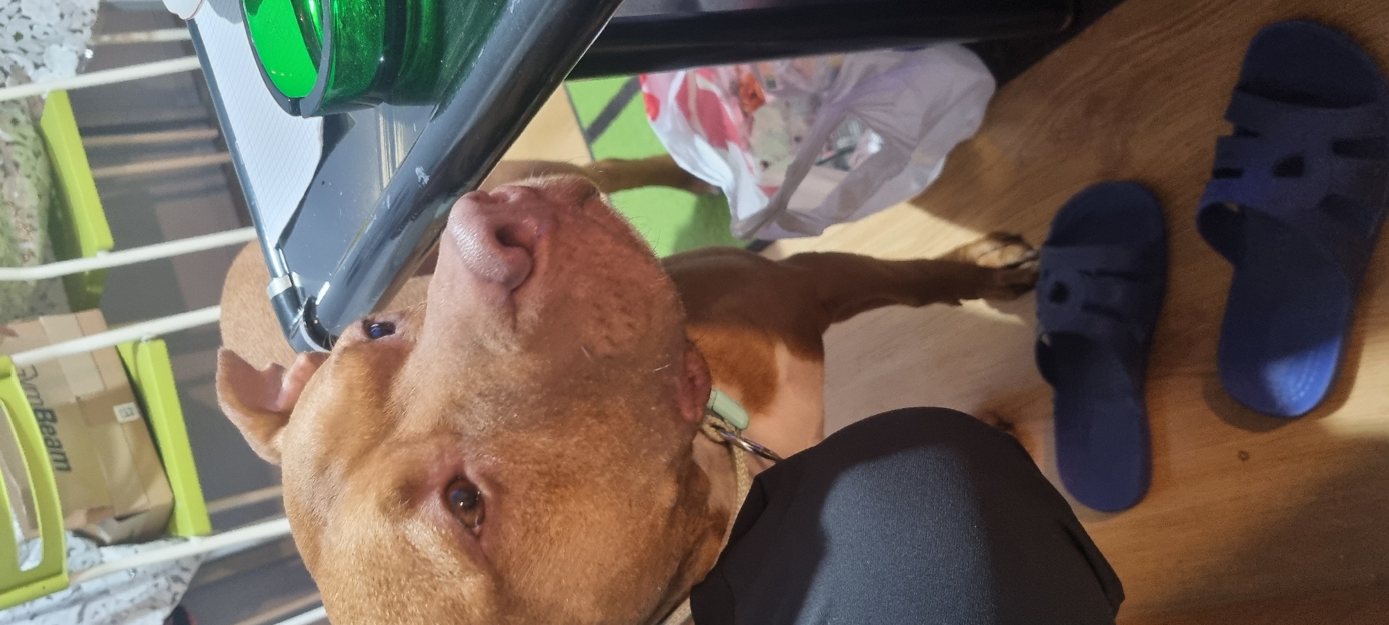 An indoor, low-angle shot captures a moment with a light reddish-brown dog and a person's leg. The dog, likely a pitbull-type breed, is the prominent subject, positioned in the center and looking upwards with its nose tilted. Its dark, inquisitive eyes are visible, and its fur is short and smooth.
In the bottom right, the knee and upper leg of a person are visible, clad in black fabric, suggesting the dog is looking up at its owner or another individual. On the wooden floor to the right of the person's leg are two dark blue slip-on sandals or slides.
Behind the dog, towards the upper right of the frame, lies a crinkled white plastic bag containing some colorful items. In the upper left, there's a light green, open-shelf unit or similar piece of furniture, with a brown cardboard box resting on one of its shelves. The word "ArmBeam" is visible on the side of this box. Above the dog's head, parts of a dark, possibly metallic or plastic frame are seen, which could be part of a table or chair, with a reflective surface and a bright green object, possibly a container or bottle. The lighting appears to be indoor, with some shadows cast on the wooden floor.
