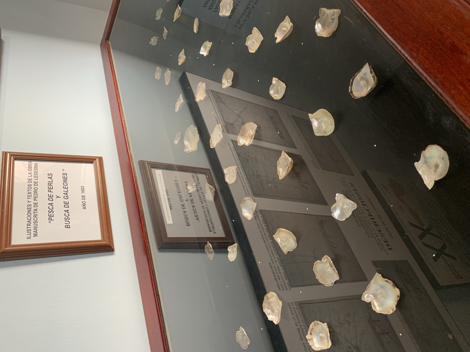 This is a close-up, eye-level shot of a museum display case in Boca del Río, Venezuela. The display case is filled with numerous mother-of-pearl shells, some with pearls still attached, scattered across a reflective black surface. The shells vary in size and shape, and some exhibit a pearlescent sheen. Behind the shells, a framed document is visible, displaying Spanish text and an illustration. The document is titled "ILUSTRACIONES Y TEXTOS DE LA OBRA MANUSCRITA DE PEDRO DE LEDESMA" and includes the phrases "PESCA DE PERLAS Y BUSCA DE GALEONES" and "AÑO DE 1603". The environment appears to be an indoor museum setting, with a pale blue wall visible in the background and a wooden trim around the display case. The lighting is soft, highlighting the iridescence of the shells.