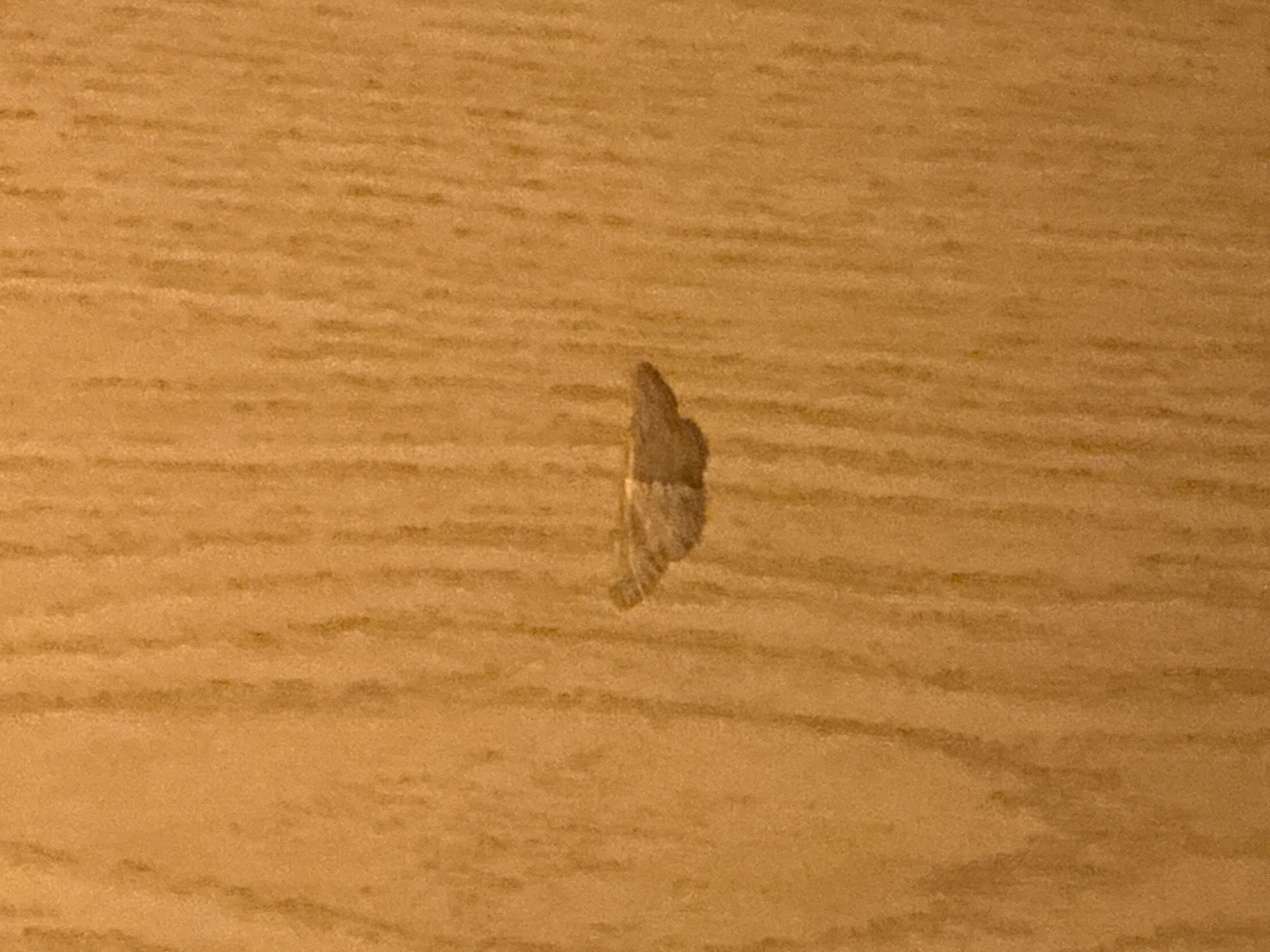 The image displays a close-up view of a small, dark-colored insect, likely a moth, at rest on a light brown wooden surface. The insect is positioned vertically in the center of the frame, exhibiting a mottled dark brown and lighter greyish pattern on its body and folded wings. The wooden surface features a clear, horizontal grain pattern, suggesting it is a piece of furniture or a wall panel with a smooth finish. The lighting is warm, possibly artificial, illuminating the textures of both the wood and the insect. No other subjects, activities, or objects are visible. The scene depicts an indoor setting, with no specific time of day or weather conditions discernible from the image itself. There is no visible text. The provided context indicates the location as Budva, Montenegro, though no visual cues within the image confirm this.