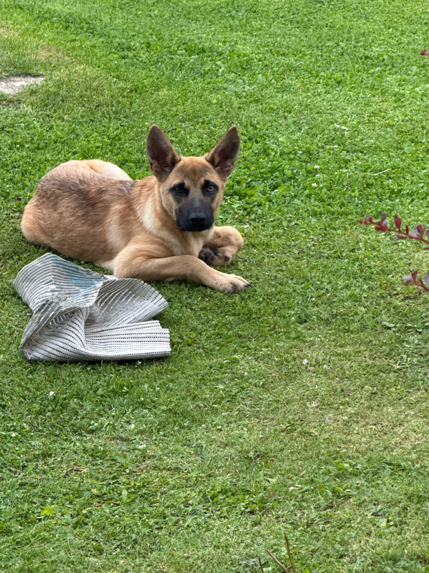 In the city of Galinė, Lithuania, on a grassy lawn, a young German Shepherd dog lies on its side. The dog has light brown and black fur and is looking towards the camera. Next to the dog is a crumpled, silver and white striped mat. The environment is a typical backyard with green grass and scattered small white flowers. The lighting suggests it is daytime.