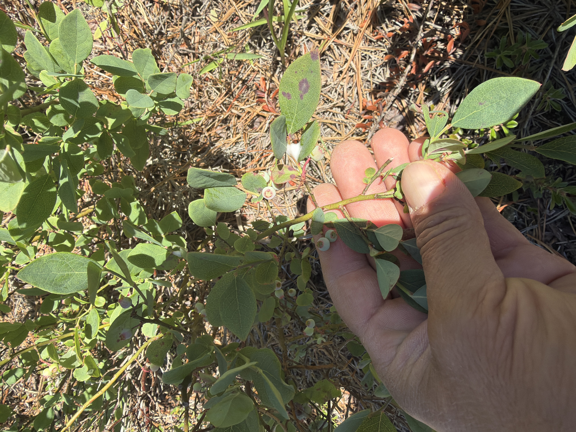 A close-up, overhead shot shows a person's hand gently holding a branch of a blueberry bush. The bush has numerous small, pale green blueberries and vibrant green leaves. Some leaves display slight discoloration, with faint purple spots. The background is a mix of dry grass and pine needles, suggesting a natural, outdoor setting. The sunlight casts shadows, indicating it's likely daytime. The hand appears to be part of an adult, with visible skin texture and lines. The scene evokes a sense of foraging or examining the fruit. No text is visible. The location context provided is Town of Southampton, United States of America.