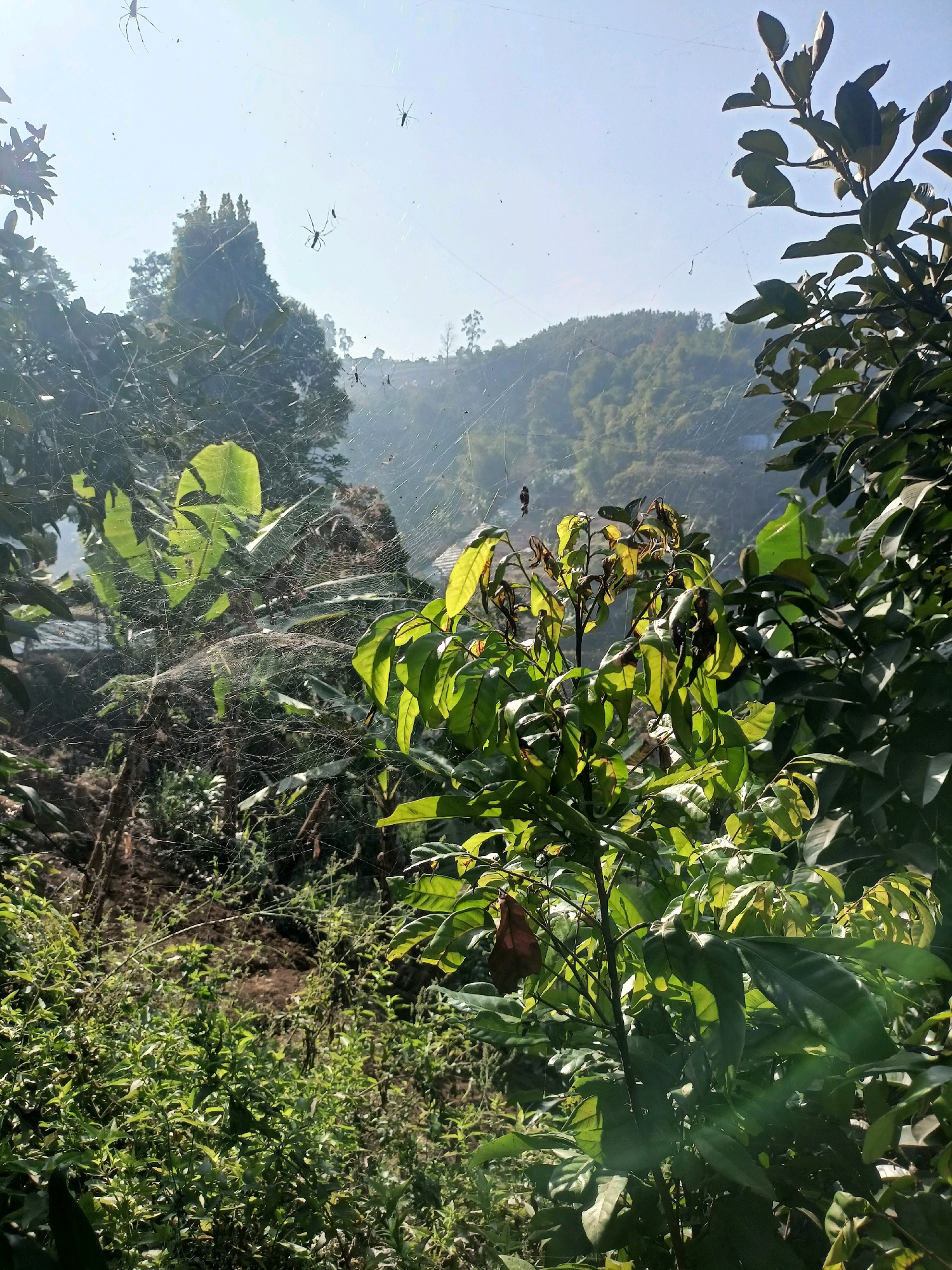 This image captures a sunlit, outdoor scene featuring a lush, green natural environment with a clear sky. The foreground is dominated by dense foliage, including leafy branches and smaller green plants, some of which are illuminated by sunlight, creating bright highlights and casting shadows. A prominent element is a large, intricate spider web that stretches across the middle ground, catching the light and revealing several spiders of varying sizes. In the background, a rolling, forested hillside is visible, suggesting a rural or semi-rural setting. The overall impression is one of natural abundance and activity, with the spiders and their webs being a focal point within the verdant landscape.