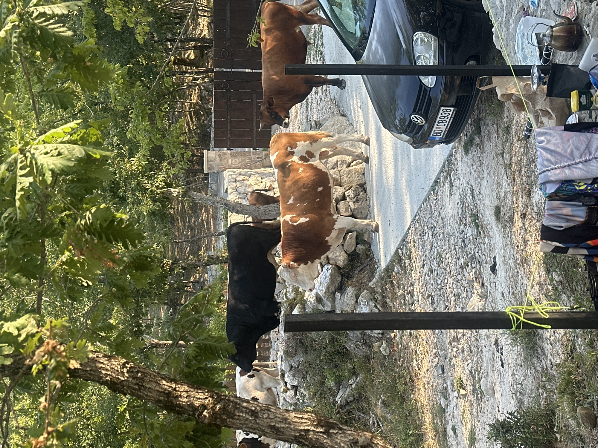 The image depicts an outdoor scene in the city of Bukovik, Montenegro, featuring several cows near a residential area. In the foreground, a black Volkswagen Golf is parked on a gravel and paved surface. A black metal pole with a bright yellow rope tied around it stands prominently in the mid-ground. Adjacent to the pole, a collection of items including a kettle, bags, and what appears to be laundry hung on a line are visible.
Further back, a light brown and white cow stands on a paved path, facing left. Behind it, a solid black cow is visible. To the right, a brown cow with darker horns is standing on the gravel, facing towards the parked car. In the background, a wooden fence and stone wall suggest the boundary of a property, with lush green trees and foliage forming a dense backdrop. The lighting indicates it is daytime, with sunlight casting shadows. There are no people visible in the frame.