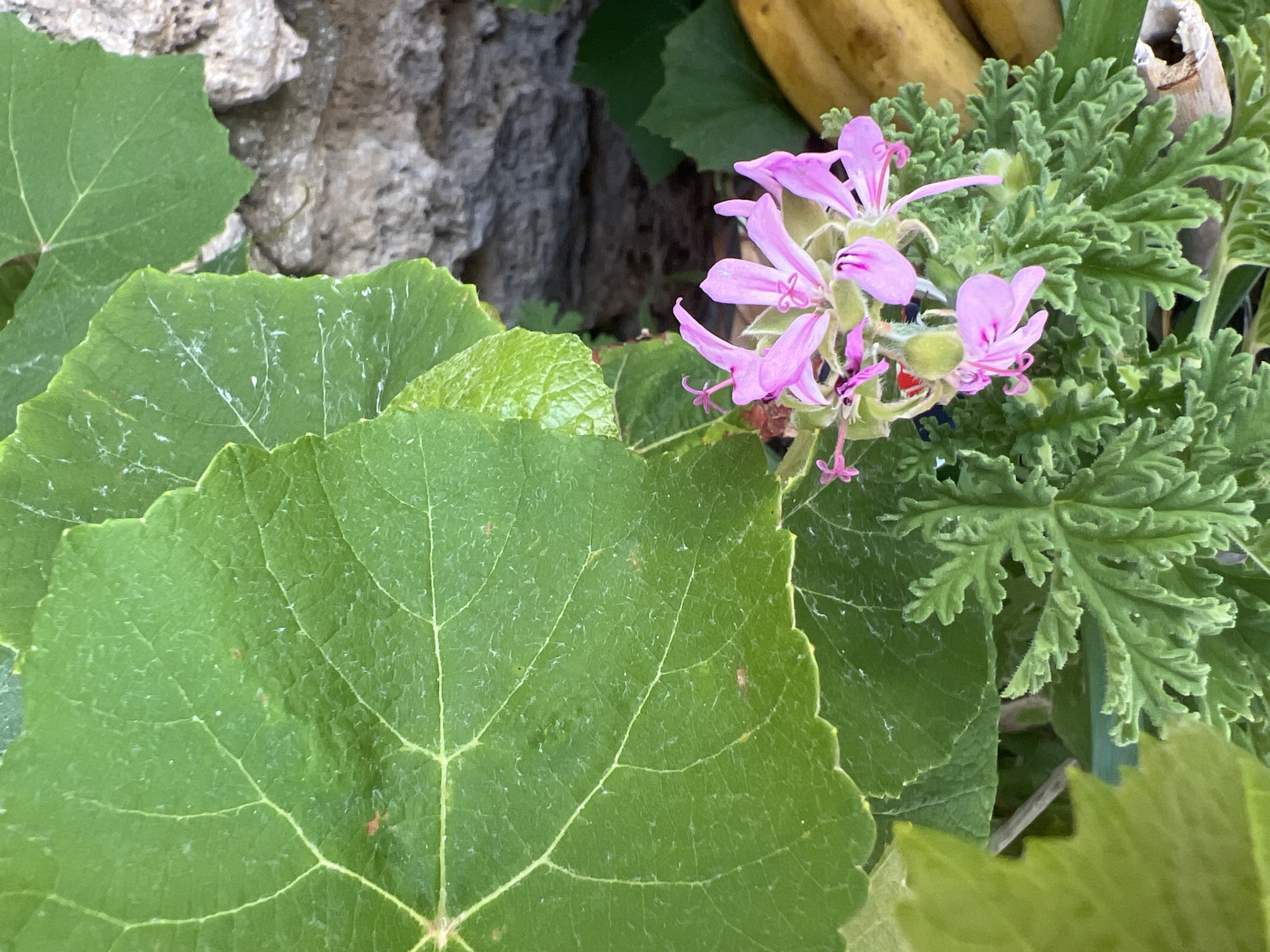 This is a close-up, overhead shot of a plant with delicate pink flowers and vibrant green leaves. The flowers are clustered together, with thin, elongated petals and visible stamens. The leaves are of two distinct types: some are large, broad, and heart-shaped with prominent veins, while others are smaller, finely dissected, and fern-like. In the background, a textured, grey, stone-like surface is visible, as is a blurred yellow object, possibly a banana, and some darker greenery. The lighting suggests it is daytime. The scene is likely outdoors, given the natural elements. There is no visible text in the image. The overall impression is one of natural beauty and botanical detail. The location context provided is Hof HaCarmel Regional Council, Israel.