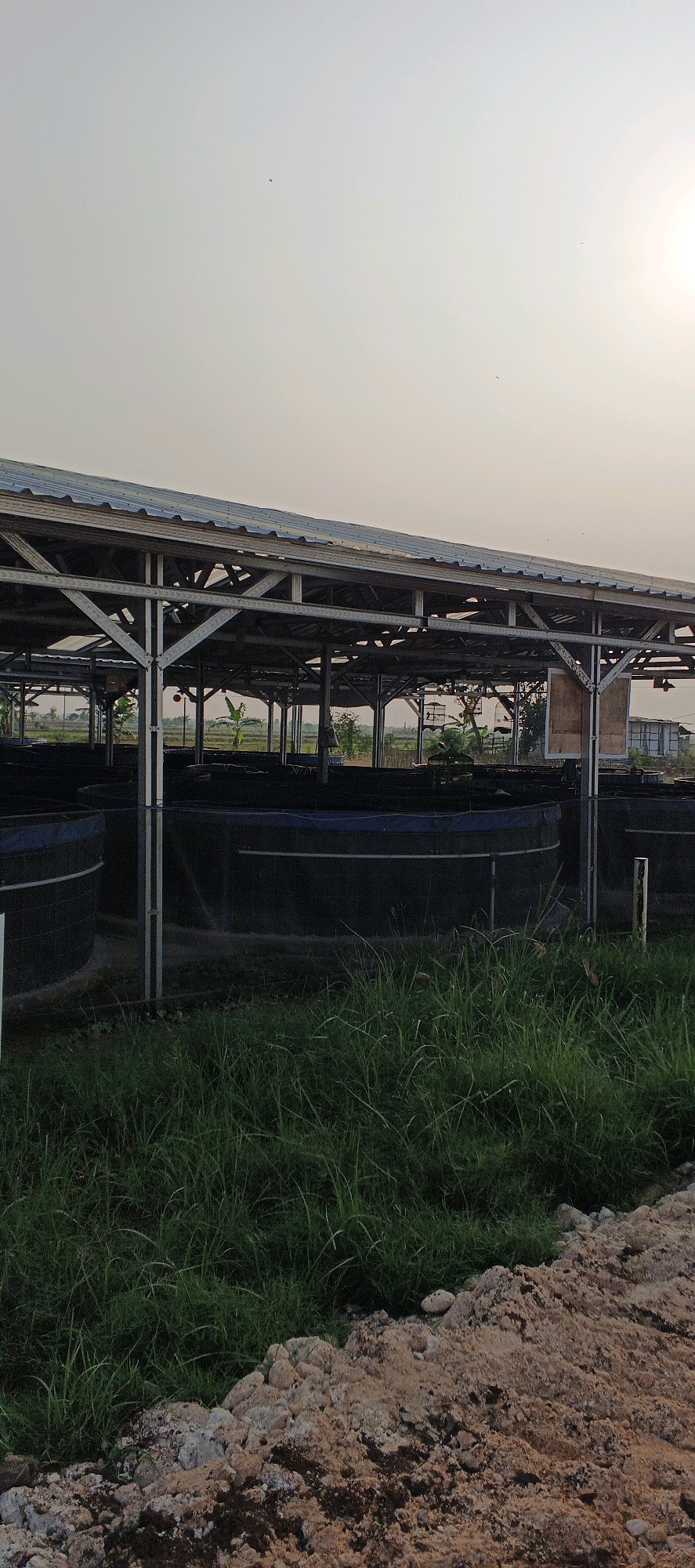 The image shows a fish farm with multiple circular tanks under a metal roofed structure. The tanks are black and appear to be made of a fabric material. There is green grass growing in front of the tanks, and a pile of dirt in the foreground. In the background, there is a rural landscape with fields and some buildings. The sky is clear and a bright sun is visible on the right side of the image. The scene is located in Latukan, Indonesia. There are no people or animals visible in the image.