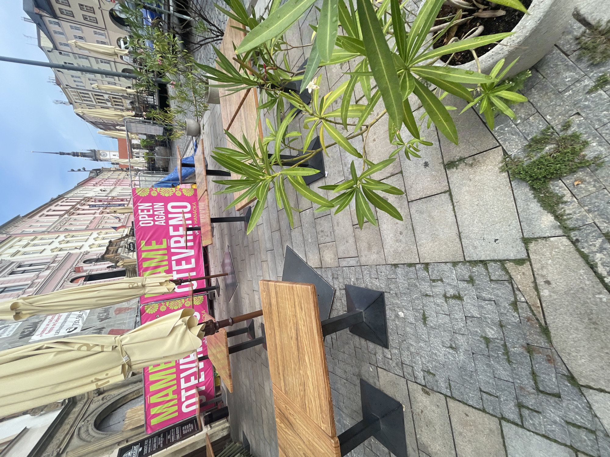 The image depicts an outdoor seating area for a restaurant or cafe, likely in Olomouc, Czechia. Two large, closed, cream-colored umbrellas are prominently displayed, along with several wooden tables and black metal bases. A bright pink banner with the text "MAME OTEVRENO" (We are open) and "OPEN AGAIN" is visible behind the tables, along with floral embellishments. The ground is paved with gray stone tiles, with some patches of greenery growing in the cracks. In the background, buildings with colorful facades line a street, and a church spire can be seen in the distance, suggesting an urban setting. Several potted plants are present in the foreground, adding a touch of nature to the scene. The overall impression is that of a temporarily closed establishment, possibly awaiting reopening.