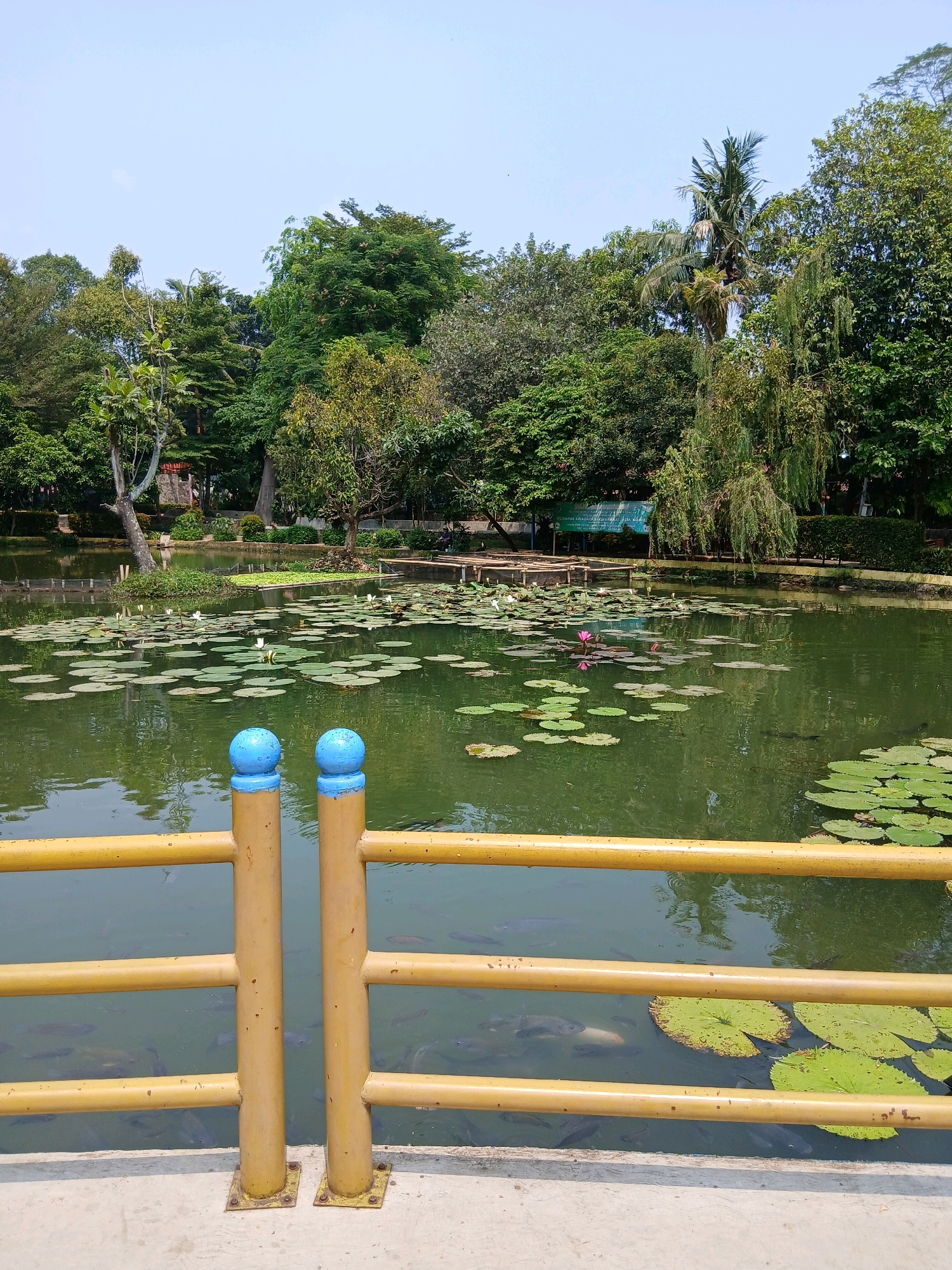 This image depicts a serene pond filled with lily pads and water lilies, located in the Taman Pemuda Pratama in Depok, Indonesia. The pond is surrounded by lush green trees and a bright blue sky. In the foreground, a yellow railing with blue-capped posts overlooks the water. Several fish are visible swimming beneath the surface of the water, near a cluster of lily pads. The scene appears calm and natural, with the reflections of trees and sky shimmering on the water's surface.