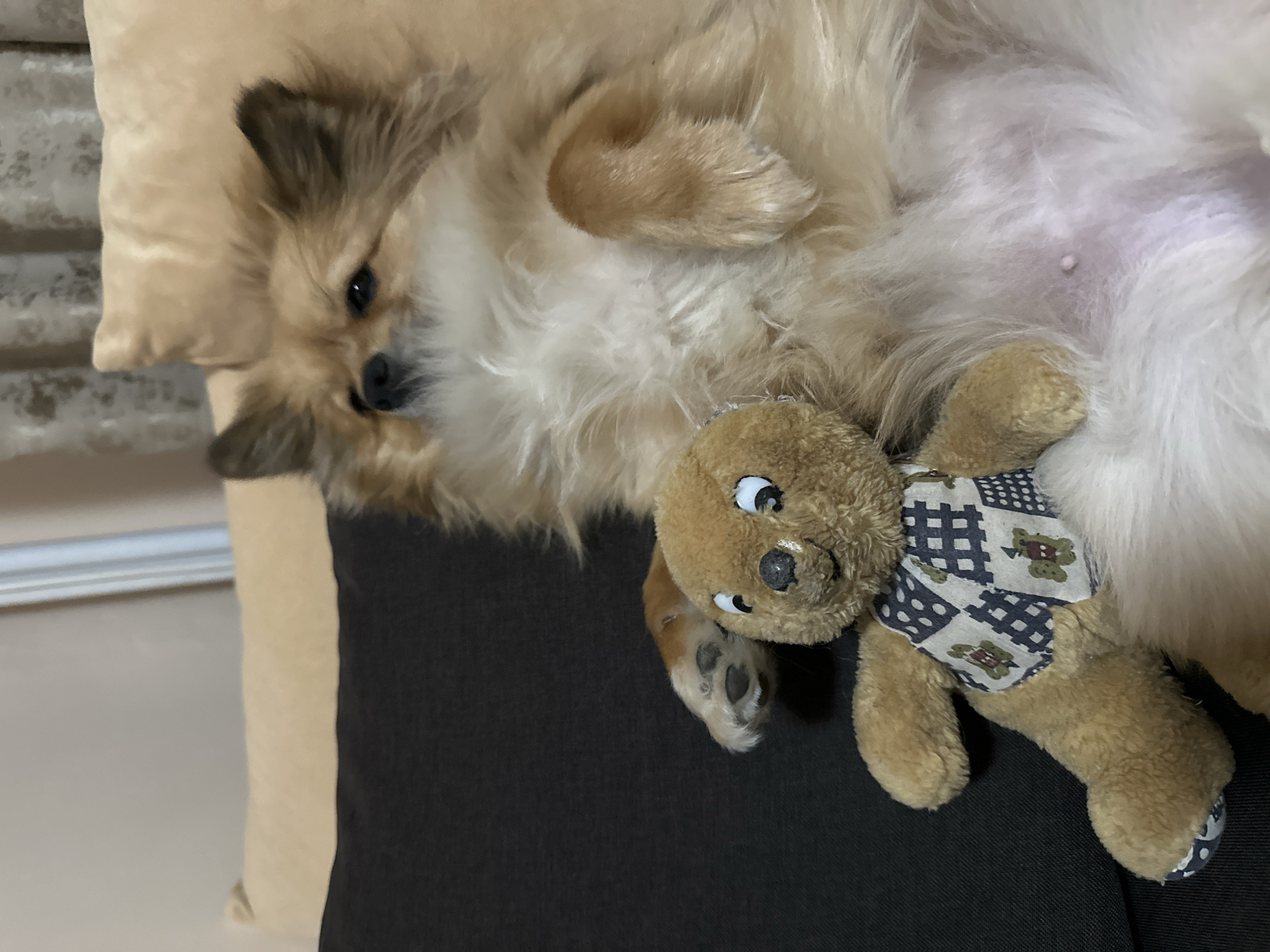 A light brown Pomeranian dog lies on its back on a dark brown surface with a light brown pillow visible in the upper left corner. The dog has its paws up near its chest, with a brown plush teddy bear wearing a patterned shirt resting against its belly. The dog's fur is light brown with darker brown accents around the ears and face. The dog is looking towards the camera.
There is no information available in the image to determine the location is in Plovdiv, Bulgaria.