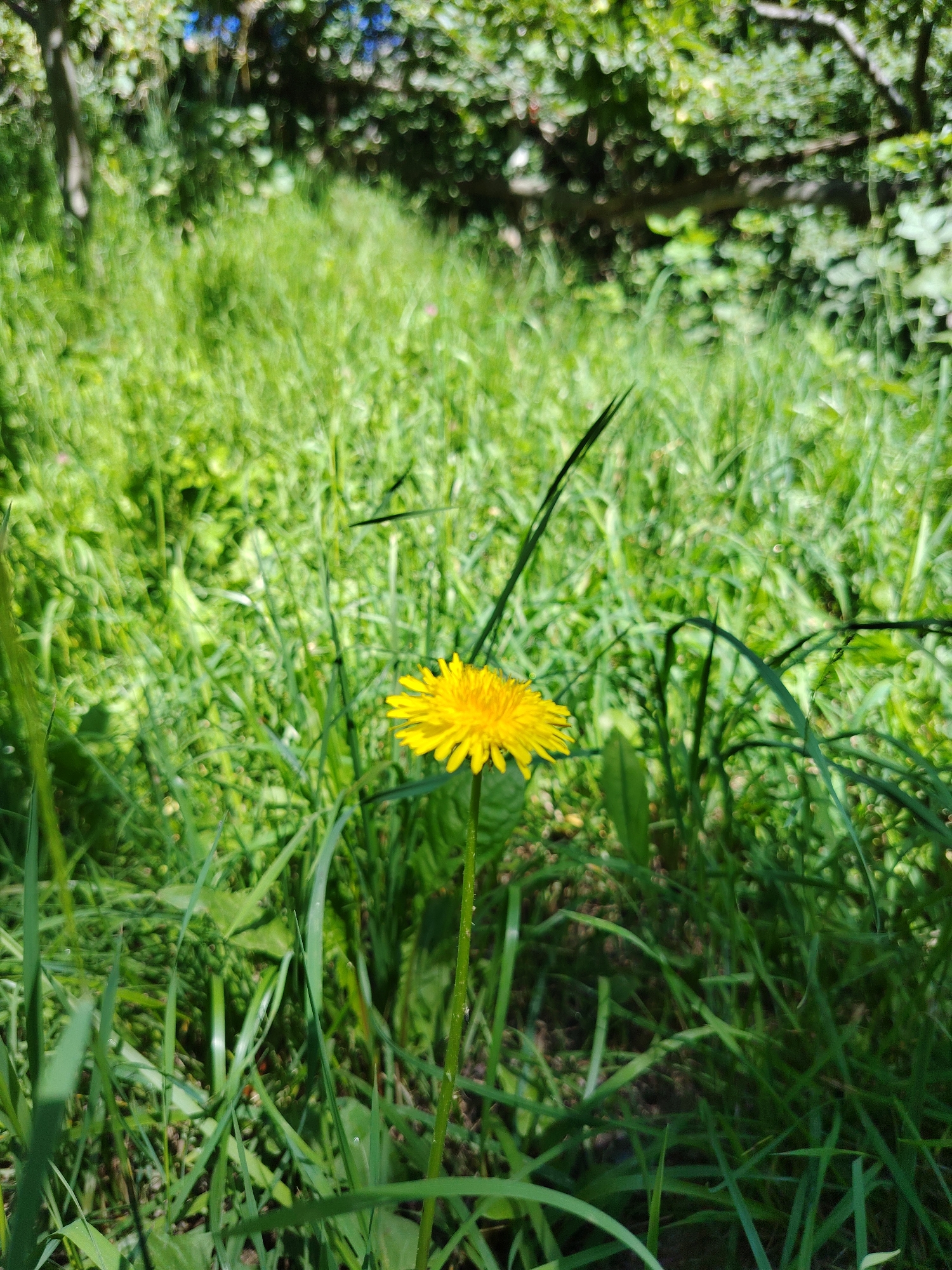 A single yellow dandelion is in focus in the foreground of a grassy field. The background consists of a blurred green area with trees. The image was taken in Cholpon-Ata, Kyrgyzstan, on a sunny day.