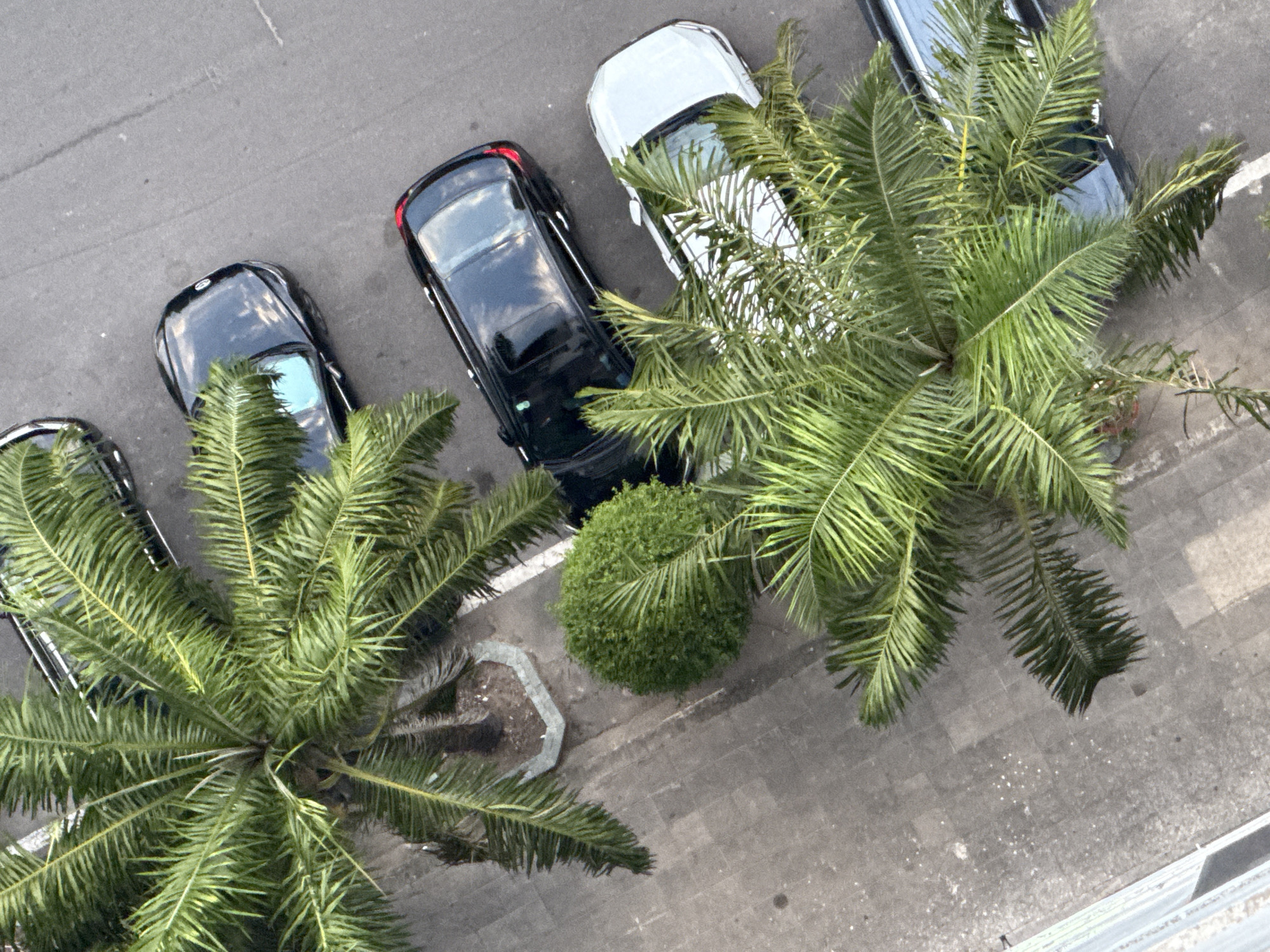 An aerial view shows several parked cars and palm trees on a paved surface. From top to bottom, the cars are a dark sedan, a black sedan with reflections of the sky in its windows, a white sedan, and a dark sedan. The palm trees have long, green fronds that partially obscure the view of the cars and the ground. A small, round green bush is situated between two of the cars. The ground appears to be asphalt or concrete, with some white lines marking parking spaces. The lighting suggests it may be daytime, possibly late afternoon, given the shadows. The scene is likely a parking lot or street in a city.