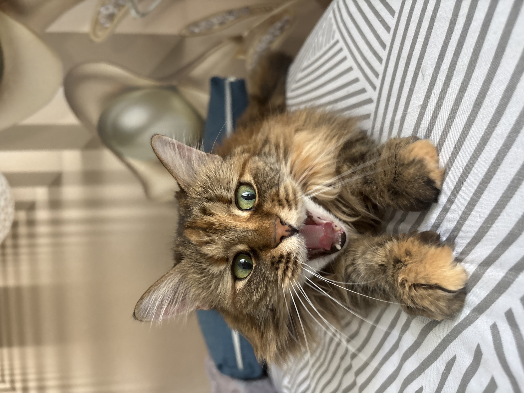 A tan and brown tabby cat with green eyes is lying on its back on a gray and white striped surface, possibly a pillow or blanket. The cat is opening its mouth wide, revealing its teeth and pink tongue. It is lying in a room with a cream-colored wall, and a blue object is slightly visible in the background. The location is unavailable as the image was not taken in the city of Bar, Montenegro.