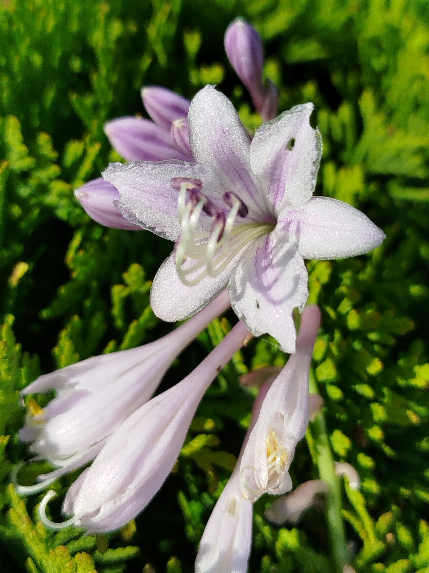 A close-up, eye-level shot captures a cluster of delicate, pale purple Hosta flowers against a vibrant green, blurred background of foliage, possibly in the garden of a dacha in Chkalovskoye SNT, Russia. The central flower is in full bloom, showcasing its pale purple petals with darker purple veins and a white stamen. Several unbloomed buds, also pale purple, hang downwards, some with curved pistils visible. The sunlight highlights the dewdrops or water droplets on the petals, giving them a sparkling appearance. The overall impression is one of natural beauty and tranquility.