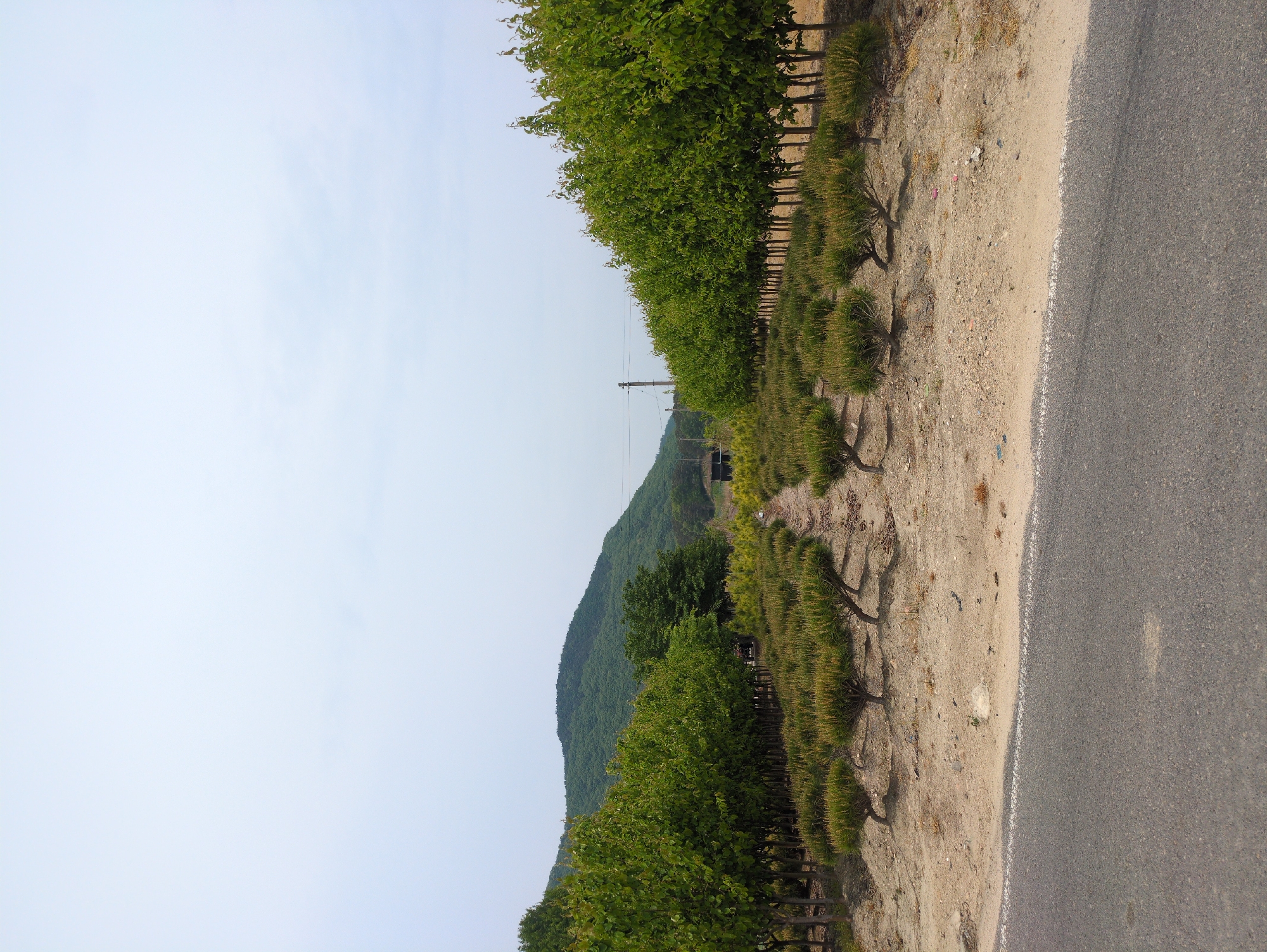 The image shows a roadside scene in Gangcheong-ri, South Korea. A two-lane asphalt road occupies the right side of the frame. To the left of the road is a sandy shoulder. A row of trees lines the left side of the road and shoulder, with a second row of smaller bushes planted beneath them. In the background, a tree-covered hill rises. An electrical pole and wires can be seen running along the roadside. The sky is pale and overcast.