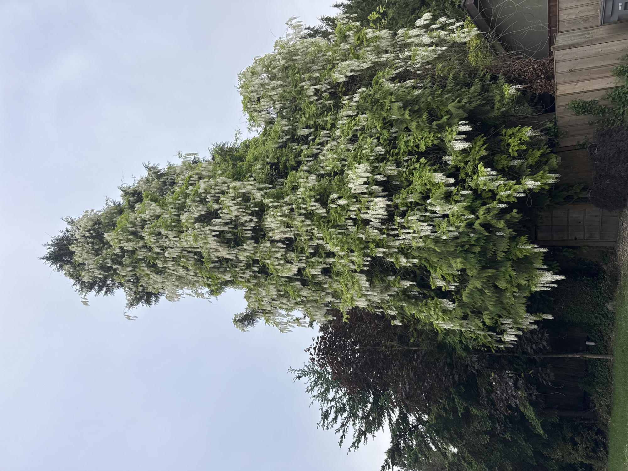 A tall evergreen tree, predominantly green, is heavily laden with white blossoms. The tree is situated in an outdoor environment, near a wooden fence or structure. Below the main tree, there are other trees with darker foliage. The sky is overcast, and there is a patch of green grass visible at the bottom of the frame. The location is likely in Vancouver, Canada.