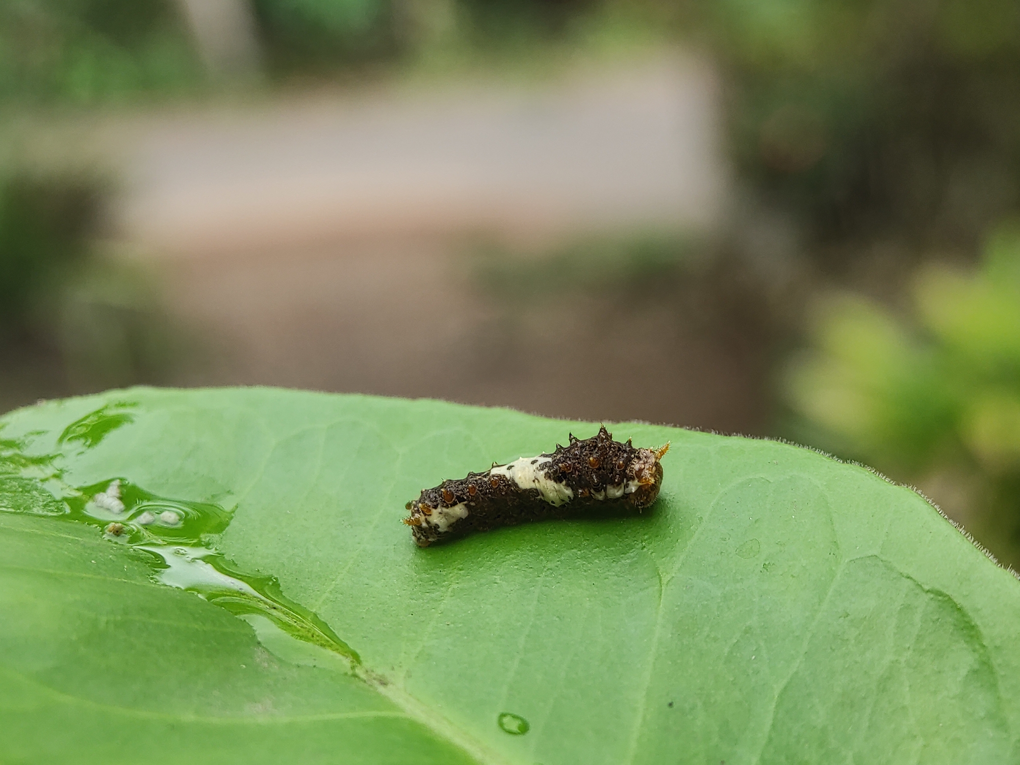 A close-up, macro shot depicts a dark brown and white caterpillar resting on a vibrant green leaf. The caterpillar, likely an early instar, exhibits a mottled pattern and spiky protrusions, effectively camouflaging itself to resemble bird droppings. Its body is primarily dark brown/black with distinct white or cream-colored patches and small orange/brown spikes, particularly noticeable towards its head and tail.
The leaf is a healthy, bright green, with visible veins and a glossy texture, suggesting it might be wet. Several clear water droplets and small puddles are present on the leaf's surface, indicating recent rain or dew. One larger puddle is visible in the upper left section of the leaf, reflecting light.
The background is heavily blurred, creating a shallow depth of field that keeps the caterpillar and leaf in sharp focus. The blurred elements include soft greens of distant foliage and a lighter, muted brown or beige area, possibly a path or open ground, under soft, natural lighting. The scene suggests a natural outdoor setting, possibly in Lhokseumawe, Indonesia. There is no visible text in the image.