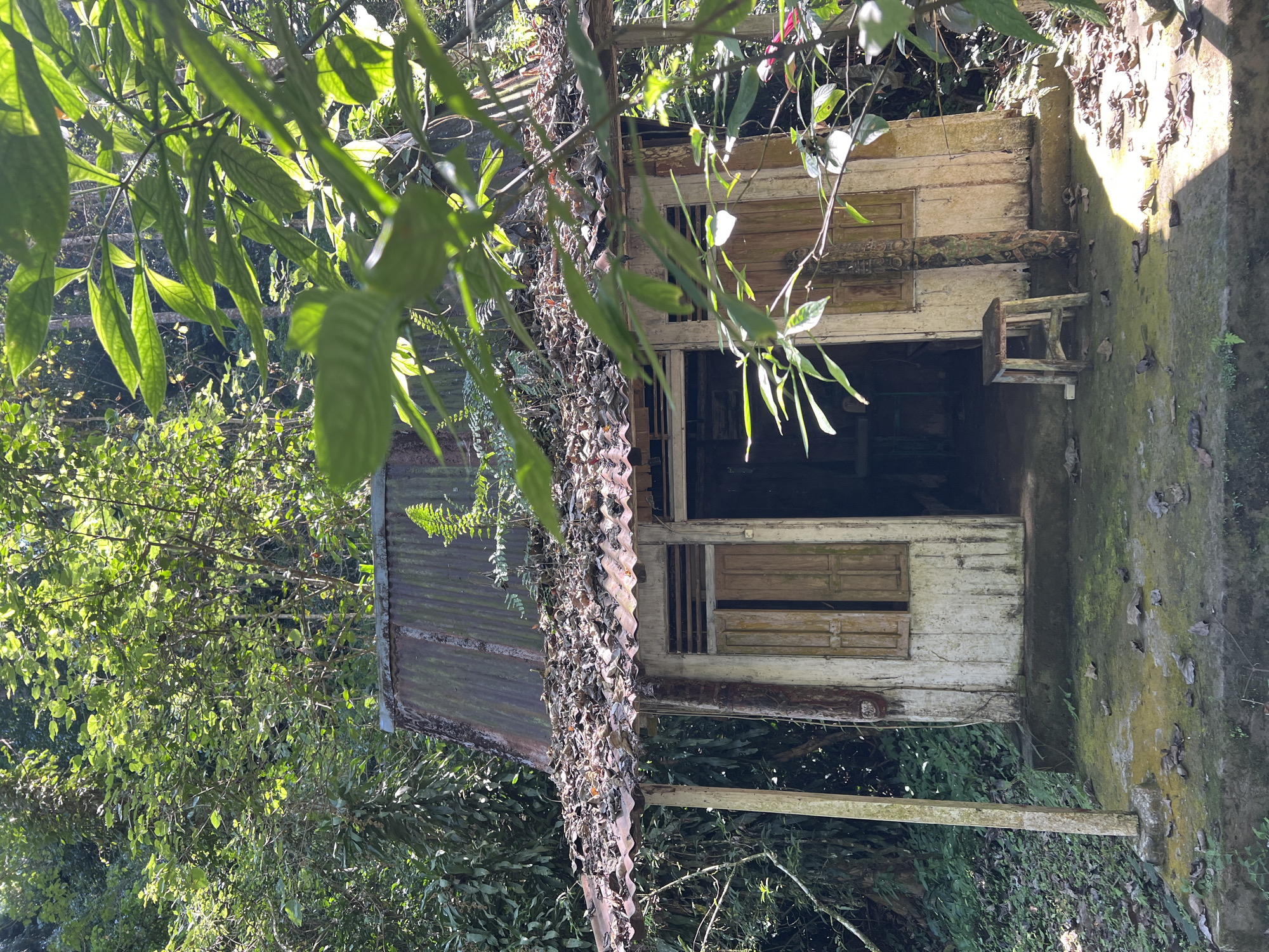 An abandoned, weathered wooden structure, possibly a small hut or shelter, stands in a lush, overgrown natural environment. The building has a rusted corrugated metal roof partially covered with debris and fallen leaves. Its walls are made of weathered wood, with faded paint and visible signs of decay. Two wooden shutters are closed on the front of the building, one on either side of an open doorway.
In front of the structure, a small, simple wooden stool is placed on the ground, which is covered in moss and fallen leaves. A rough concrete foundation surrounds the base of the building.
The surrounding environment is dense with vegetation, including tall trees and various types of green foliage, suggesting a remote or jungle-like setting. The sunlight filters through the leaves, casting dappled shadows on the scene, indicating it is daytime. The overall impression is one of abandonment and nature reclaiming the man-made structure. The location is stated to be in Busungbiu, Indonesia.