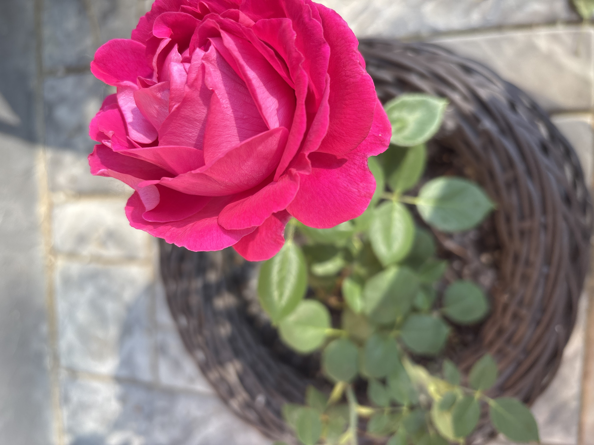 A close-up, high-angle shot features a vibrant pink rose in full bloom, its petals unfurling towards the top right of the frame. The rose is positioned within a dark brown woven basket, which is filled with soil and green foliage. The basket rests on a paved surface composed of rectangular light-colored stones. Sunlight casts a shadow from the upper left, diagonally across the frame, highlighting the texture of the rose petals and the stone pavement. The background is blurred, suggesting a shallow depth of field. There is no visible indication of the city of Chaikovsky, Russia, or any people present in the image.