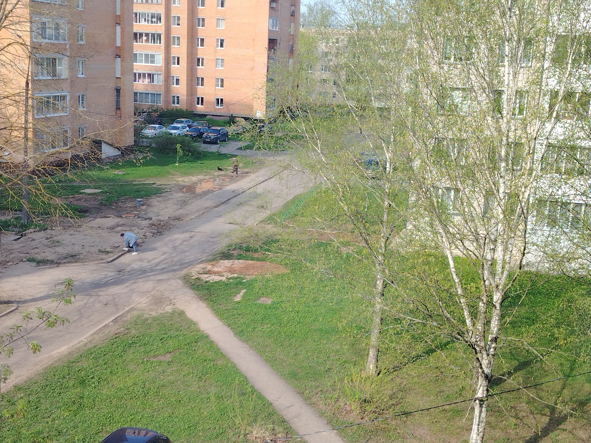The image depicts a residential scene in a city, likely in Unknown, Unknown. Several multi-story brick apartment buildings form the backdrop. In the foreground, there is a patch of green grass interspersed with dirt pathways. A person is bent over near one of the pathways, potentially working or picking something up. Several cars are parked near the base of one of the apartment buildings, and two people walk on the sidewalk. Two birch trees stand prominently on the right side of the image, their leaves suggesting it is spring or early summer.