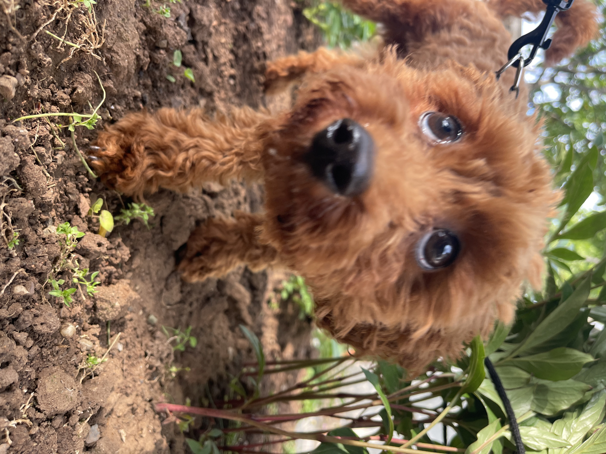 A close-up, angled shot reveals a small, brown, curly-haired dog, possibly a poodle mix, situated in a garden setting. The dog's face is prominently featured, with a large, black nose and expressive eyes gazing upwards towards the camera. A black leash is visible near the dog's head, indicating it is likely on a walk or tethered. The foreground comprises soil and sparse vegetation, including small green plants. The background contains lush green leaves, potentially from a bush or shrub. The location is unknown, but the prompt indicates it is in Sofia, Bulgaria.