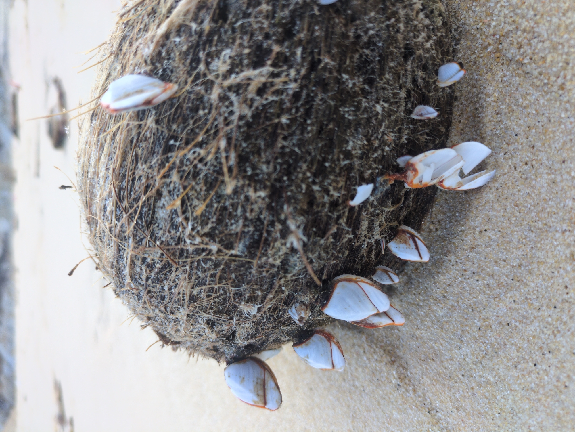 On a sandy beach in East Quy Nhon Ward, Vietnam, a single, dark brown, fibrous coconut husk rests on light tan, fine-grained sand. The husk is heavily encrusted with numerous white-shelled goose barnacles, many exhibiting reddish-brown margins. The barnacles vary in size, with some appearing intact and others partially fragmented. The coconut's surface displays a network of light-colored, possibly fungal or fibrous growth interwoven with its natural fibers. The background is out of focus, revealing more light-colored sand extending into the distance. No individuals, animals other than the barnacles, or specific actions are depicted.