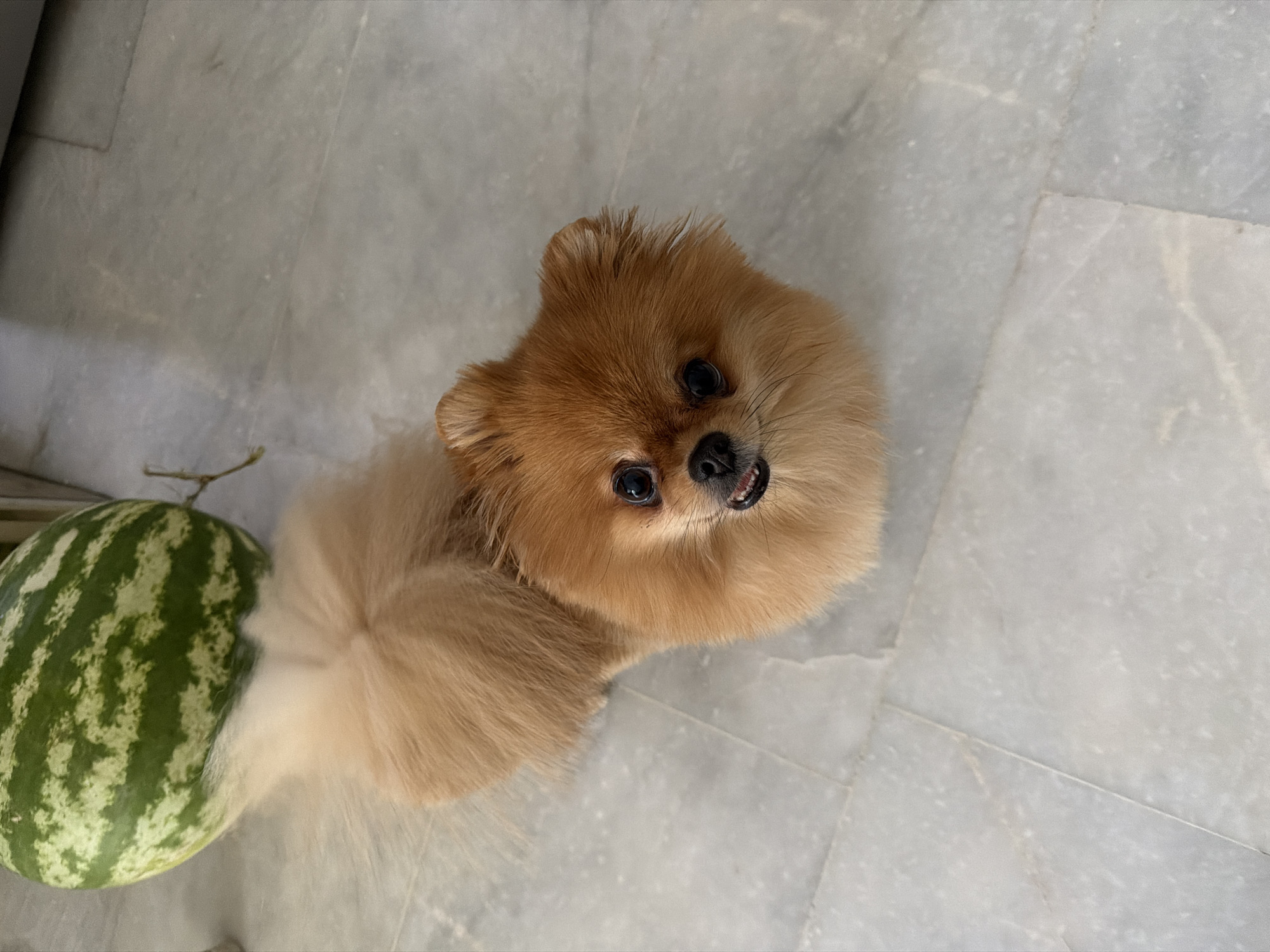 A fluffy, light brown Pomeranian dog is lying on a tiled floor next to a partially visible watermelon. The dog is looking up at the camera with its mouth slightly open, revealing its teeth and pink tongue. Its fur is dense and appears to have been recently groomed. The watermelon is large and striped with green. The tiled floor is light-colored with visible grout lines. The scene is well-lit, casting soft shadows. The location is not specified to be in the city of Marmaris, Turkey.