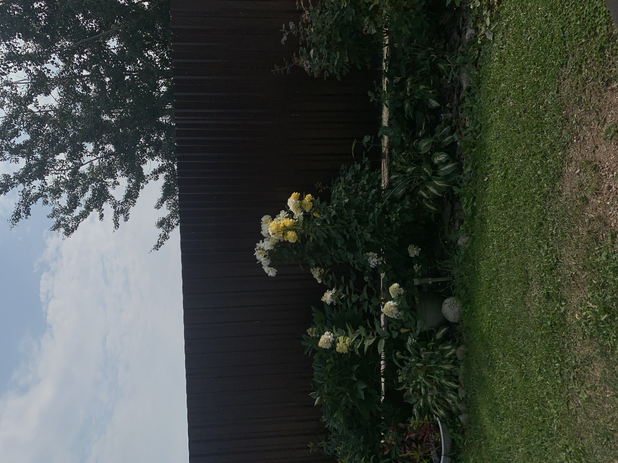 The image depicts a backyard garden scene in Minsk, Belarus, dominated by a dark brown corrugated metal fence that runs horizontally across the middle ground. In front of the fence, a variety of plants and flowers are visible. To the left, a cluster of green leafy plants with white variegation is partially obscured by a white planter and some small stones lining the garden bed. Center-left, there are several white hydrangeas and other leafy green plants. In the center of the frame, a rose bush with yellow and white blooms stands out. To the right, another smaller bush with green leaves is present. The foreground is a well-maintained lawn of green grass, with a dirt path visible at the bottom right. Above the fence, a large tree with dark green foliage is silhouetted against a pale blue sky with scattered white clouds. The overall impression is of a private garden area.