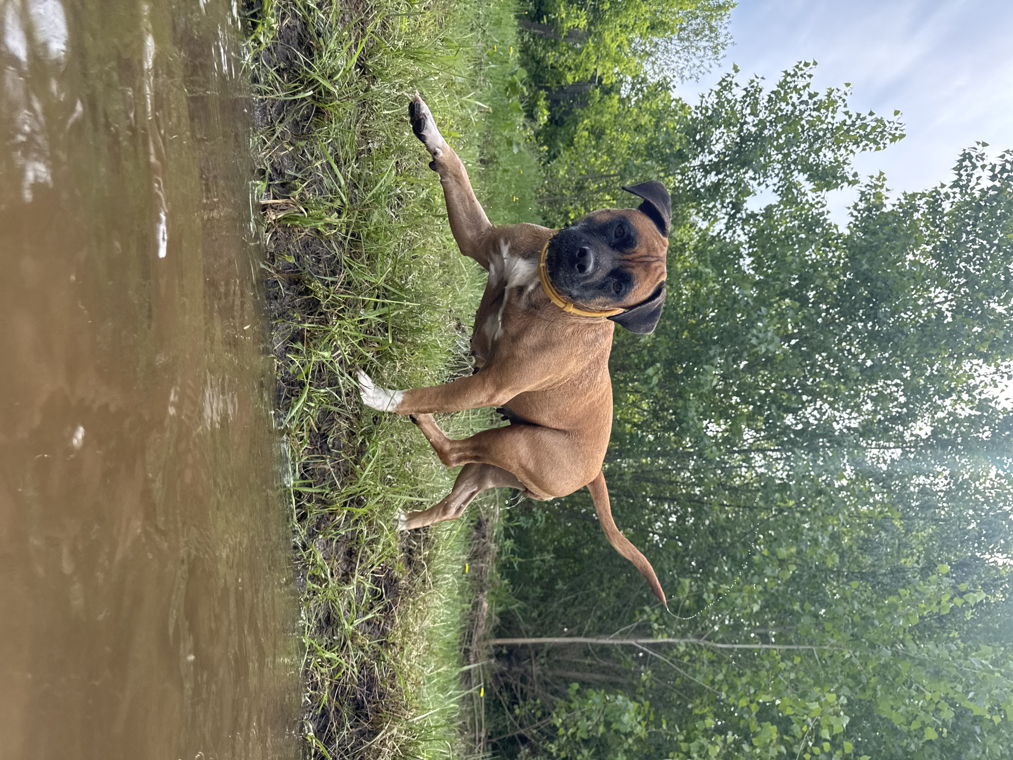 A medium-sized brown dog with a black muzzle and floppy ears stands at the edge of a body of water. The dog is wearing a yellow collar. It has its right front paw raised in the air, as if gesturing. The dog is positioned on a patch of green grass and vegetation that borders the water's edge. The water is murky and brown in color. Behind the dog, there is a background of green trees and foliage. The sky is partially visible through the trees, with some areas appearing blue. The location is grassy and seems natural, near a body of water. No signs indicate the exact city, Chaikovsky, Russia.