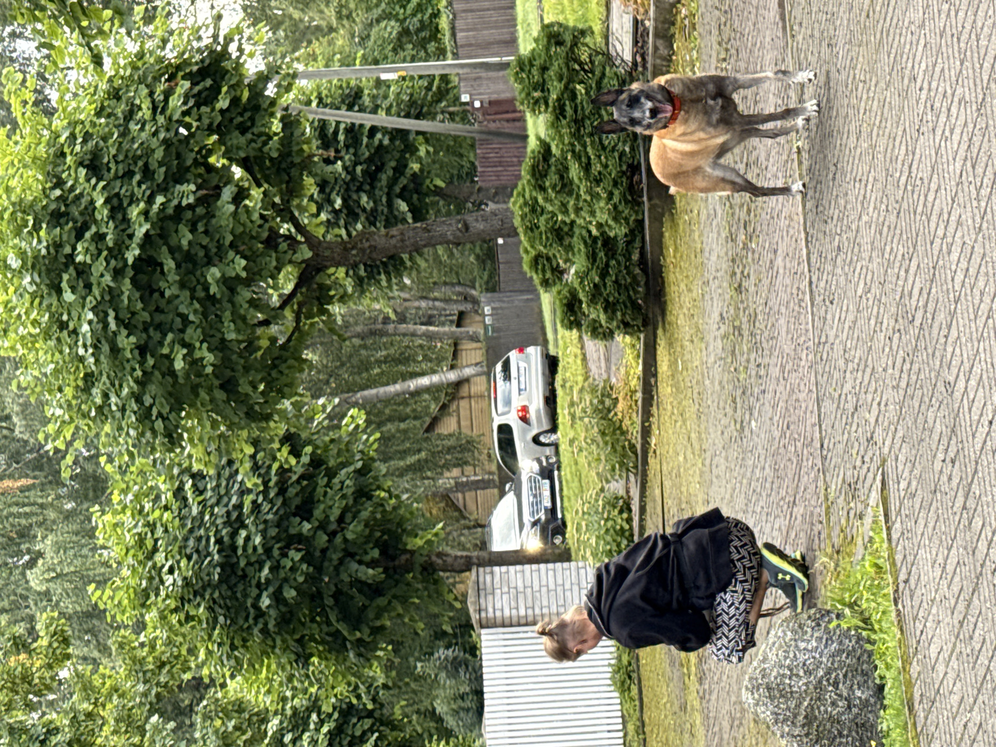 In Tallinn, Estonia, a person wearing a black hoodie and patterned pants is crouching near a large rock. A tan Belgian Malinois dog with a red collar stands on a paved driveway in front of green bushes. Two cars, a black SUV and a silver station wagon, are parked in the background, along with trees and a wooden fence.