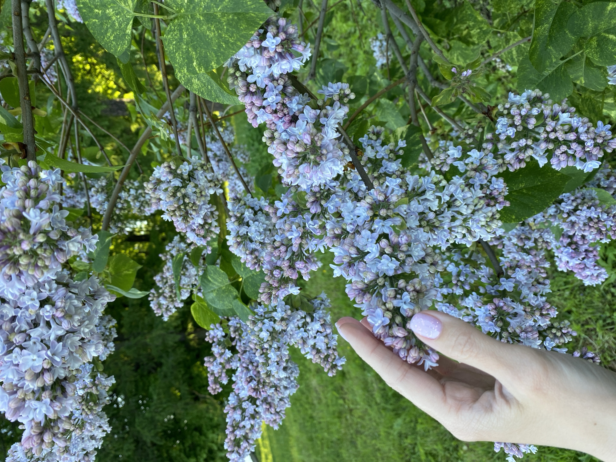 Here is a detailed description of the image:
A cluster of light blue and lavender lilacs is the focal point of the image. The flowers hang down from branches, with their blossoms forming dense, fragrant bunches. The background consists of green foliage and hints of a grassy area, suggesting the lilacs are part of a garden or natural setting. A light-skinned hand with a sparkling pale pink manicure gently touches one of the lilac clusters, offering a sense of scale and interaction with the flowers. The location is unspecified but appears to be a garden area with lilac bushes.