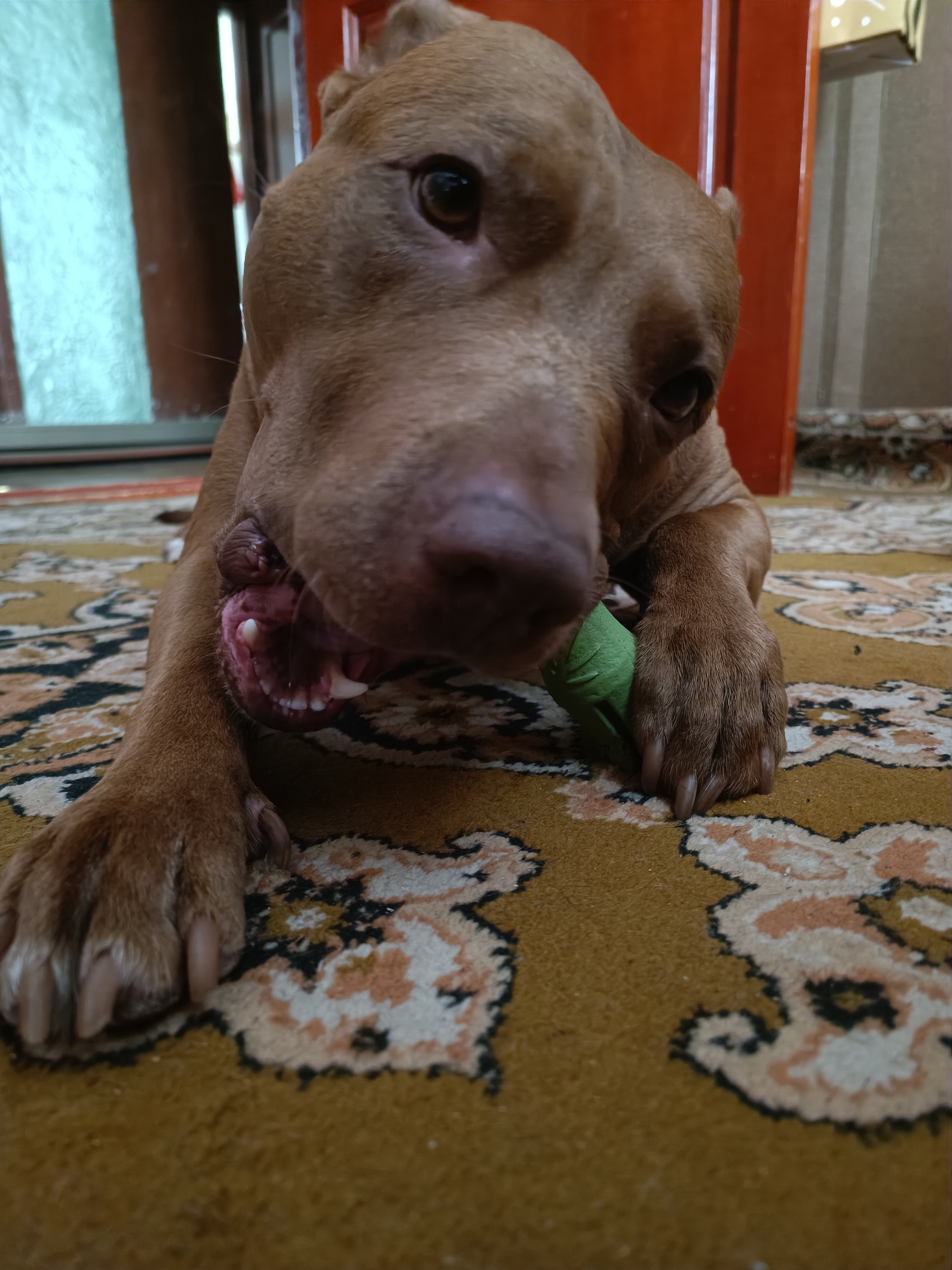 A brown pit bull dog is lying on a patterned rug, chewing on a green toy. The dog's mouth is open, revealing its teeth and tongue. Its paws are resting on the rug. The background is blurred, but appears to be an indoor setting with a wooden door and a window. The image was taken in Zaporizhzhia, Ukraine.