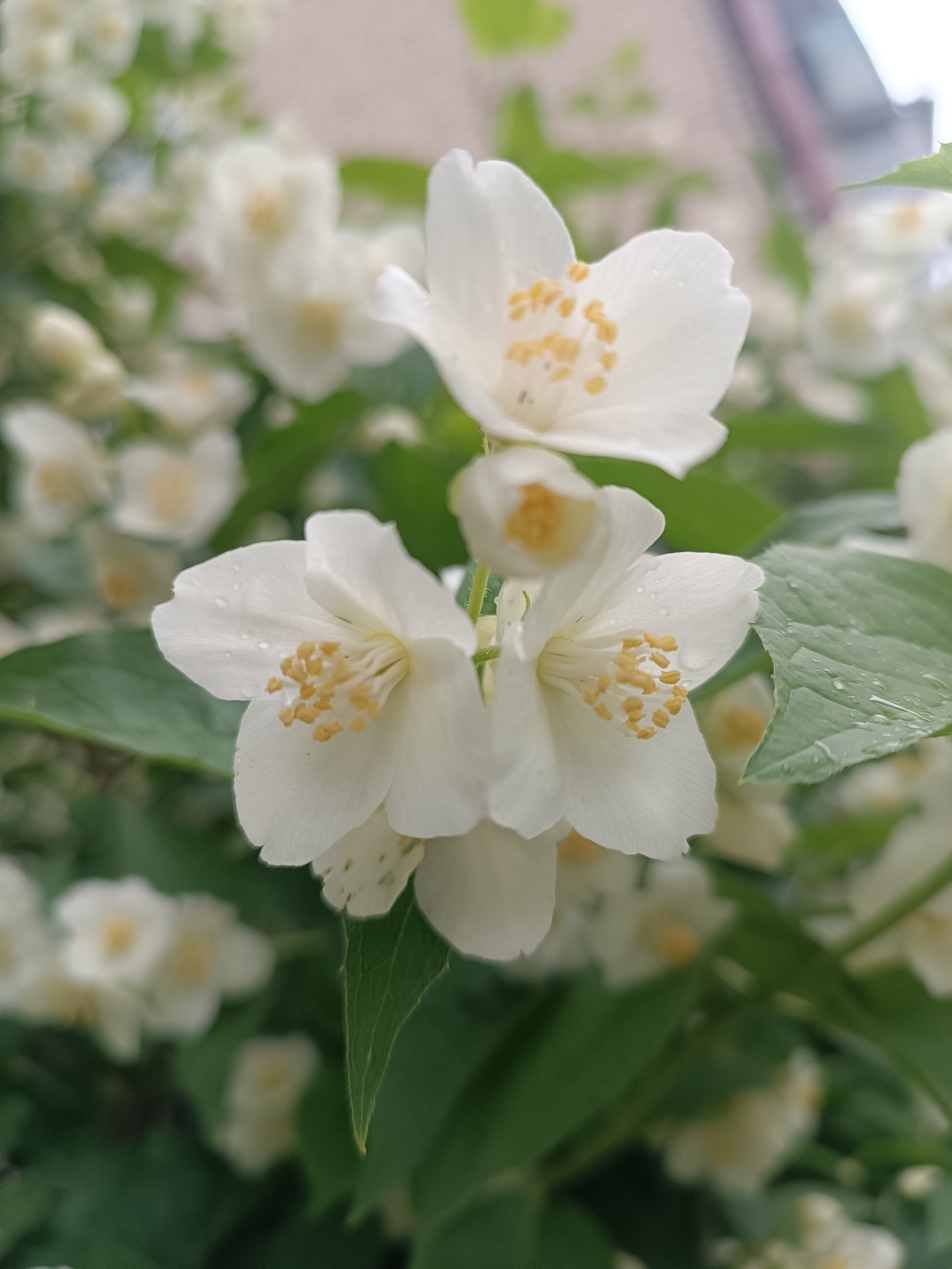 This close-up photograph features several white, fragrant flowers, likely jasmine or mock orange, in full bloom. The primary subjects are a cluster of three prominent flowers in the foreground, each exhibiting four to five delicate white petals and a vibrant yellow center filled with numerous stamens. Small, clear water droplets are visible clinging to both the petals and the surrounding rich green leaves, indicating recent rainfall or morning dew.
The image employs a shallow depth of field, rendering the background softly blurred, which serves to emphasize the crisp details of the foreground blossoms. The blurred background shows more white flowers and lush green foliage, suggesting a dense flowering bush or tree. The dominant colors in the scene are pure white, various shades of green, and bright yellow.
The setting is outdoors, possibly in a garden or natural area within Chaikovsky, Russia. The soft, diffused lighting, possibly from an overcast sky or early morning/late afternoon, contributes to the serene and fresh atmosphere of the image. There are no people or any visible text. The overall impression is one of natural beauty, tranquility, and vitality, enhanced by the glistening water droplets.