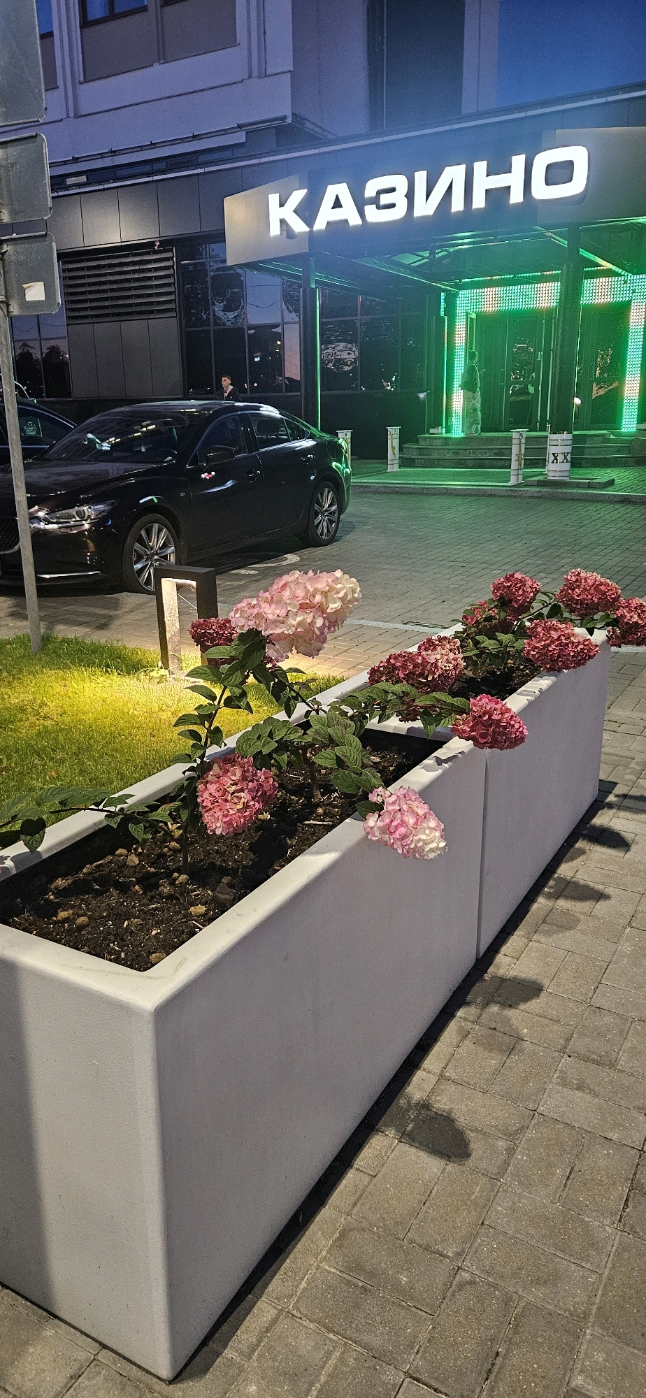 The image shows a night scene in front of a casino with a large illuminated sign that reads "КАЗИНО". A dark-colored sedan is parked to the left of the entrance, and a long, white planter box filled with pink and red hydrangeas is in the foreground. The building's facade is dark with large windows. The entrance area is lit with bright green lights. The ground is paved with rectangular stones. A person is visible standing at the entrance of the casino, and another person is seen inside. The lighting suggests it is dusk or nighttime. This scene is located in Vitsebsk, Belarus, as indicated by the provided context.
