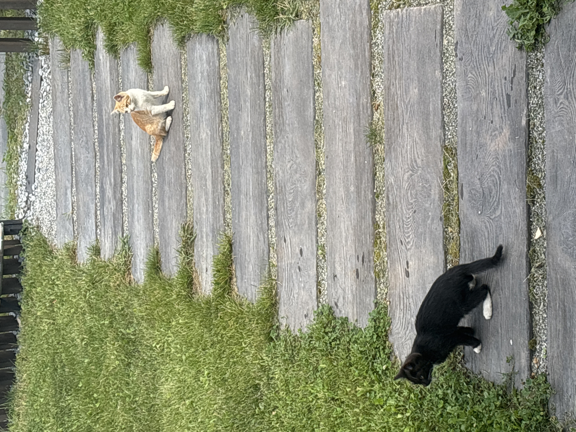 Two cats are positioned on a walkway made of wooden planks. A black cat with white paws is in the foreground, facing left. Further up the walkway, an orange and white cat is seated, looking to the right. The walkway is bordered by green grass. The setting appears to be an outdoor environment, potentially a garden or park. There is no indication of the location being in the city of Zvenigorod, Russia.