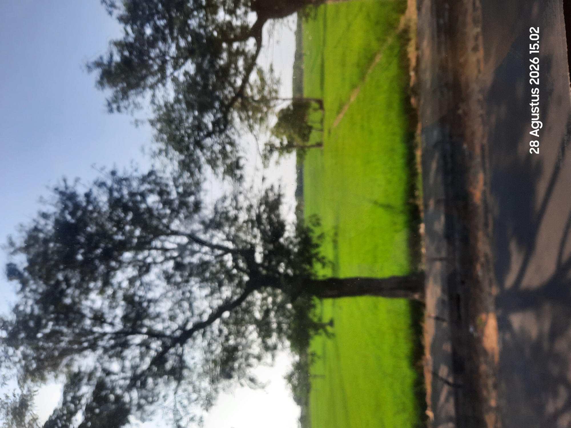 The image captures a blurred view of a lush green rice paddy field under a clear blue sky. Several trees with dense foliage are scattered across the landscape, with one prominent tree in the foreground. A paved walkway with a curb separates the field from a road or pathway in the foreground, which is partially covered by the shadows of trees. The timestamp "28 Agustus 2026 15.02" is visible in the lower right corner, suggesting the image was taken on August 28, 2026, at 3:02 PM. The scene is likely located in Klaseman, Indonesia, given the context provided. There are no people or specific actions depicted in the image.