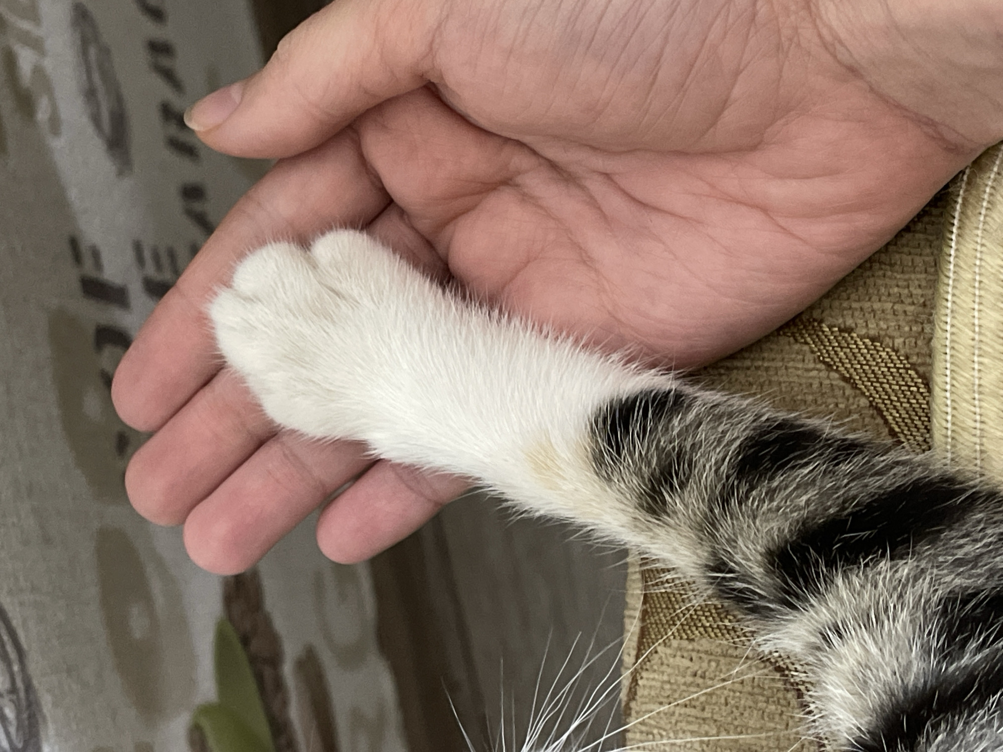 The image shows a close-up of a person's hand gently holding a cat's paw. The cat's paw is white and fluffy, with a hint of a yellowish stain on one of the pads. The cat's tail, with its distinctive black and white stripes, extends into the frame. The hand is open, with its palm facing upwards, and the cat's paw rests comfortably within it. The background is softly blurred, suggesting a domestic setting, with hints of a textured fabric that could be furniture upholstery. The lighting appears to be natural and soft, indicating it might be daytime. The interaction between the person and the cat conveys a sense of tenderness and trust. There is no visible text in the image. The scene implies a quiet, intimate moment between a pet and its owner.