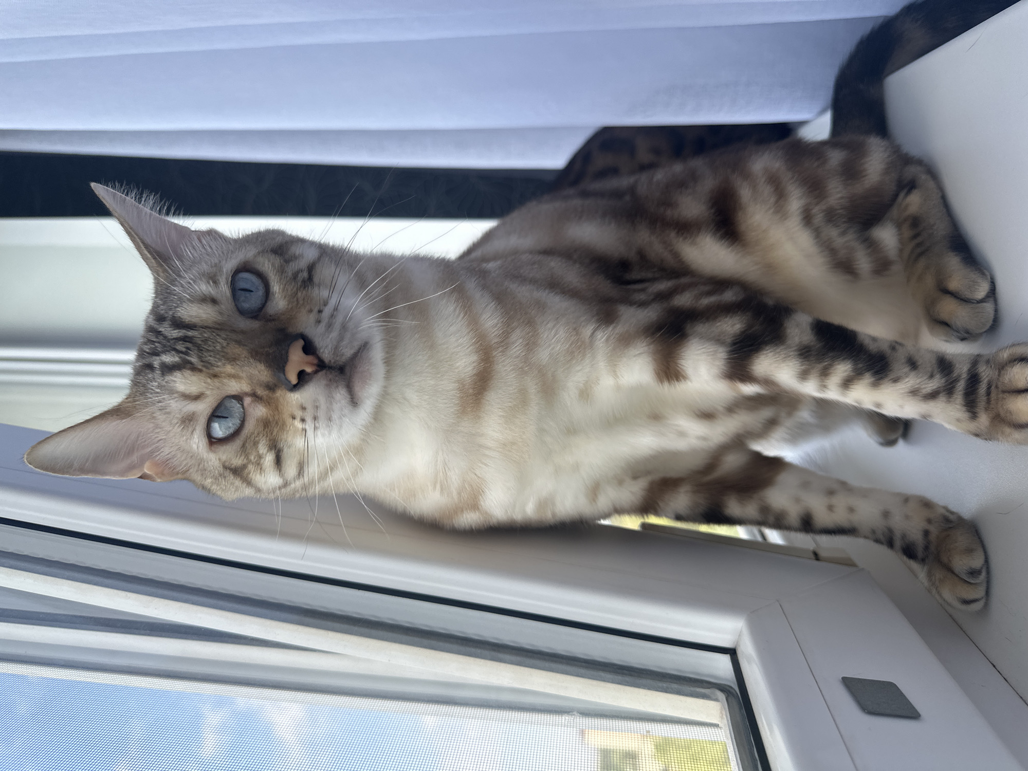 A Bengal cat with blue eyes and spotted fur is sitting on a windowsill. The cat is facing the camera with its head tilted slightly. The windowsill is white and there is a window to the left with blinds and a screen. To the right, there is a white curtain. The cat's body is mostly visible, with its front paws resting on the windowsill. The background is blurred, but it appears to be an outdoor scene with trees and a building. The image is taken from a low angle, looking up at the cat. There is no indication of the city of Energetik, Russia.