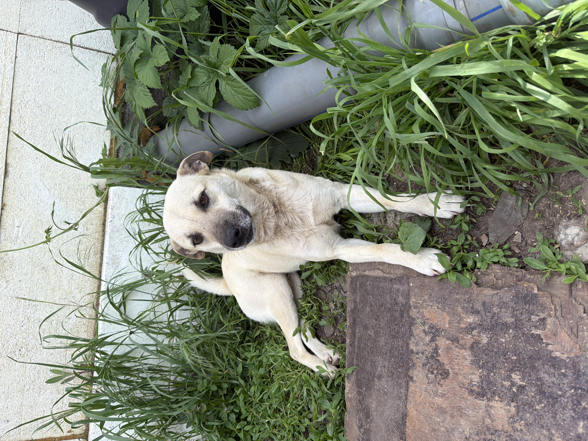 A light-colored dog is lying down on the ground among grass, weeds, and a weathered piece of wood. A gray pipe is visible among the greenery. The location is Leningradskaya, Russia.