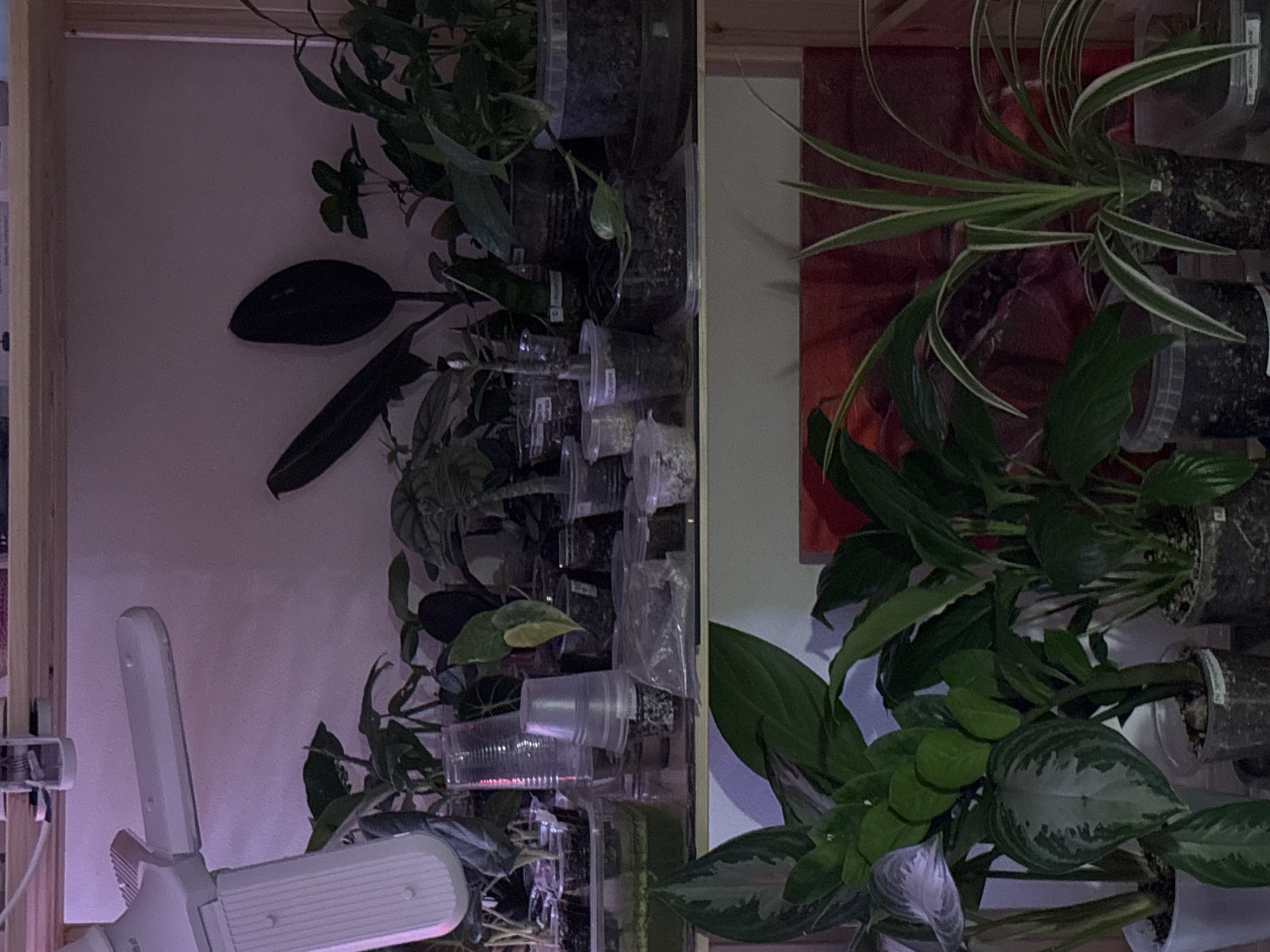 A close-up shot shows two vertical plant shelves inside an indoor setting. The shelf on the left, illuminated by a multi-arm LED grow light, contains various small potted plants, including a dark-leafed plant and others with visible transparent plastic cups used as planters. The shelf on the right holds a mix of plants as well, with a prominent spider plant visible at the top. Both shelves appear to be built into a wooden frame. A red pattern can be seen faintly on the wall behind the shelf on the right. The image captures an indoor gardening setup and does not provide enough information to determine its location in Saint Petersburg, Russia, or any other details about people, actions, or interactions.