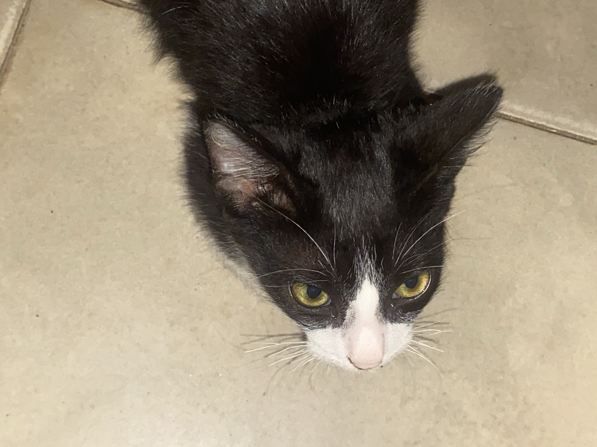 A close-up, high-angle shot captures a black and white cat indoors. The cat's head is the focal point, with its yellow-green eyes looking directly at the viewer. The cat has a black coat with a white nose, white markings around the eyes, and white whiskers. The background is a light-colored tiled floor. The image was taken in Tinaquillo, Venezuela.