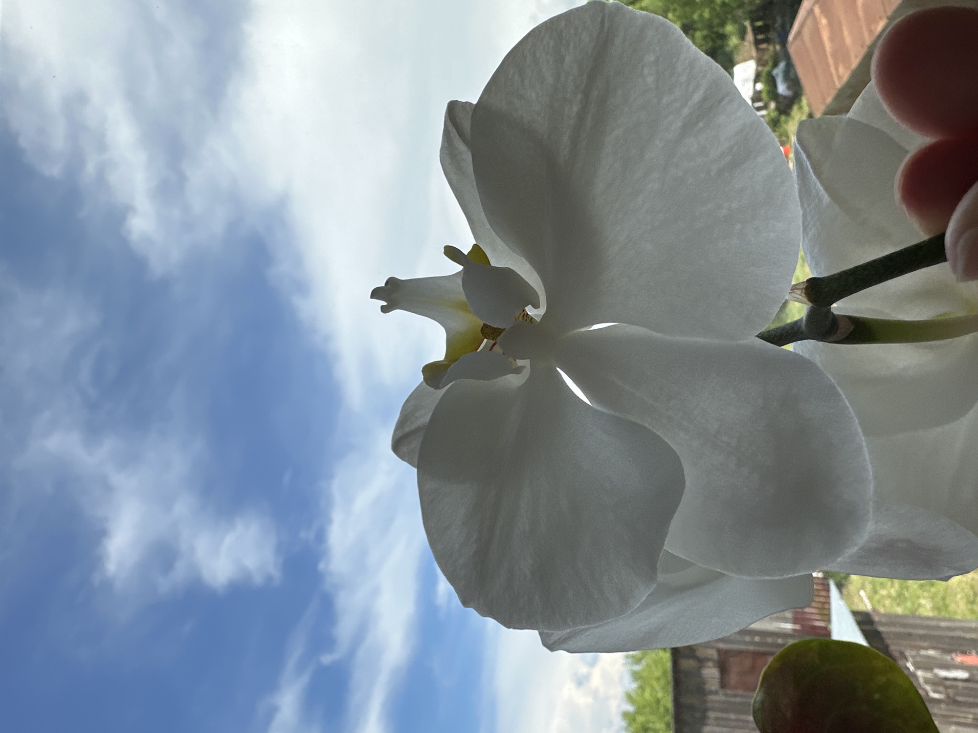 The image shows a white orchid flower in partial bloom against a cloudy blue sky. The flower is positioned in the foreground, with the sky visible in the background. A segment of a green stem is visible behind the flower. In the background, blurred out of focus, there is what looks like a building and the top of some trees, indicating an outdoor setting. The location is Unknown, Unknown. There are no people or interactions visible in the image, and the main object is the orchid flower.