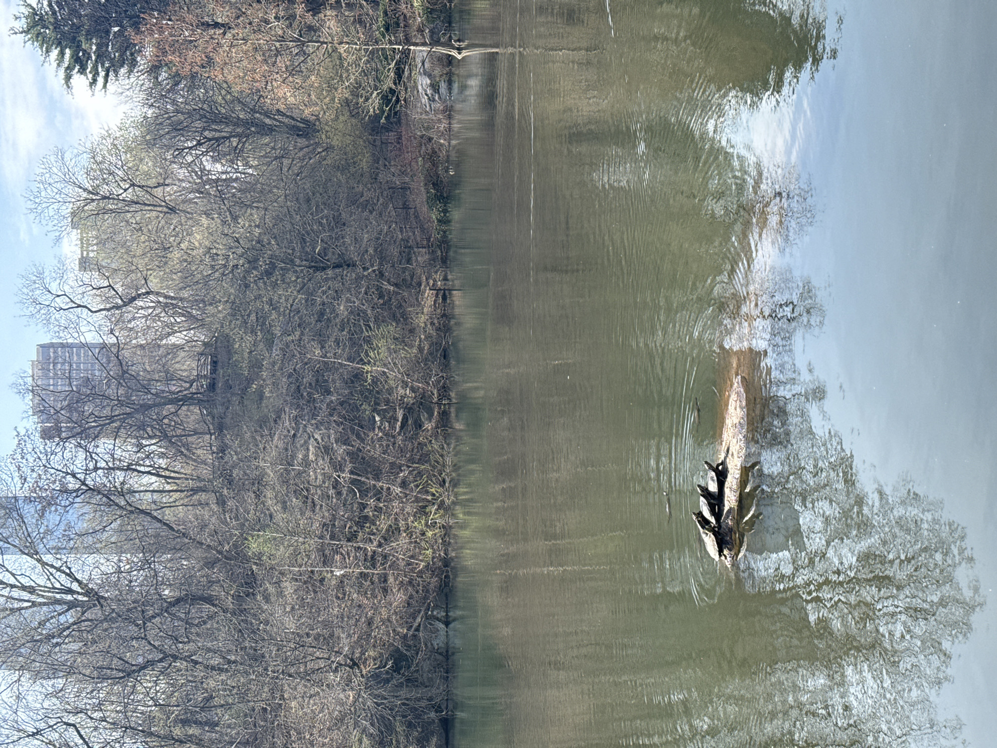 This image depicts a lake or pond in Central Park, New York City. Along the left bank, bare trees line the edge, and a building is visible through the branches. The surface of the water is partly reflective, and several ducks are sitting on a floating log.