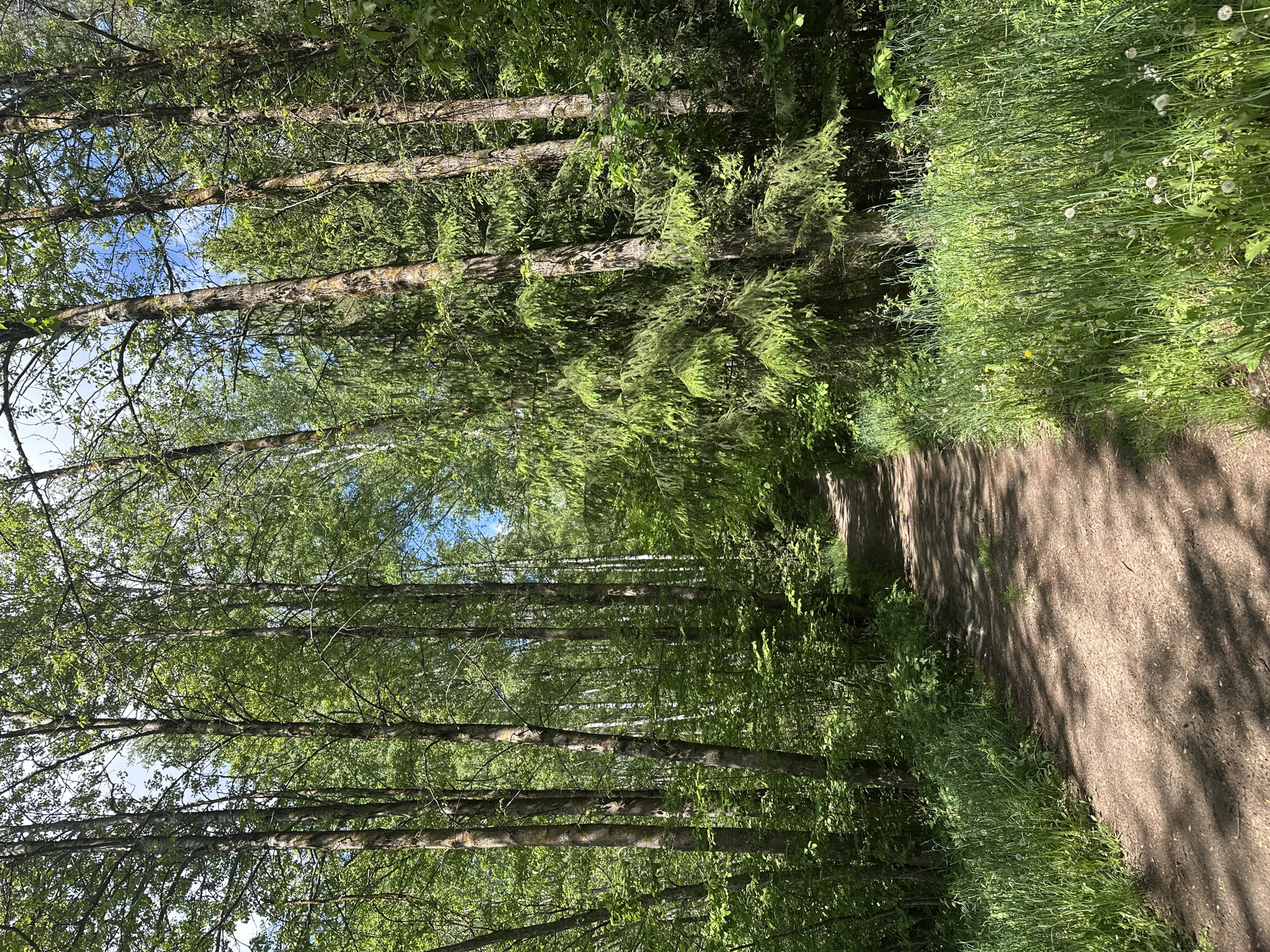 A dirt path winds through a forest. Tall trees line the left side of the path, with green foliage covering the branches. Patches of blue sky are visible between the trees. Tall grass and some dandelions grow along the right side of the path. The image is rotated counter-clockwise. It appears to be taken in a park or forest setting. I cannot confidently determine whether this is Папярнянскі сельскі Савет, Belarus.