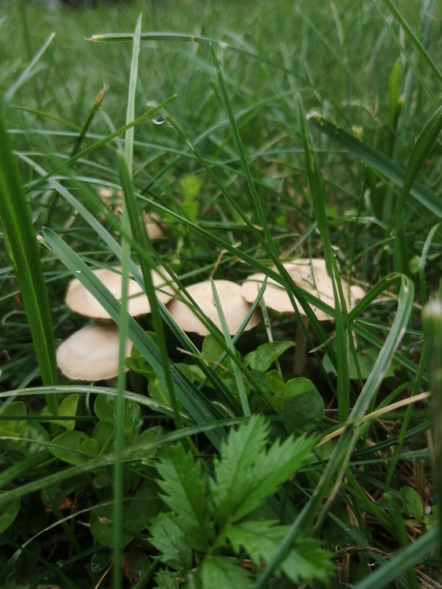 The image shows a close-up view of several small, light-colored mushrooms growing amongst green grass and other low-lying plants. The scene appears to be outdoors, likely in a natural or semi-natural setting, possibly a park, garden, or woodland edge. The lighting suggests it might be overcast or early morning/late evening, as there are no strong shadows. A few blades of grass have small water droplets on them, indicating recent rain or dew. The focus is shallow, with the mushrooms and immediate surrounding vegetation sharp, while the background is blurred. There is no indication of human presence or activity in the image. This scene could be found in a variety of locations, including within the city of Slonim, Belarus, where such natural elements are common in green spaces.