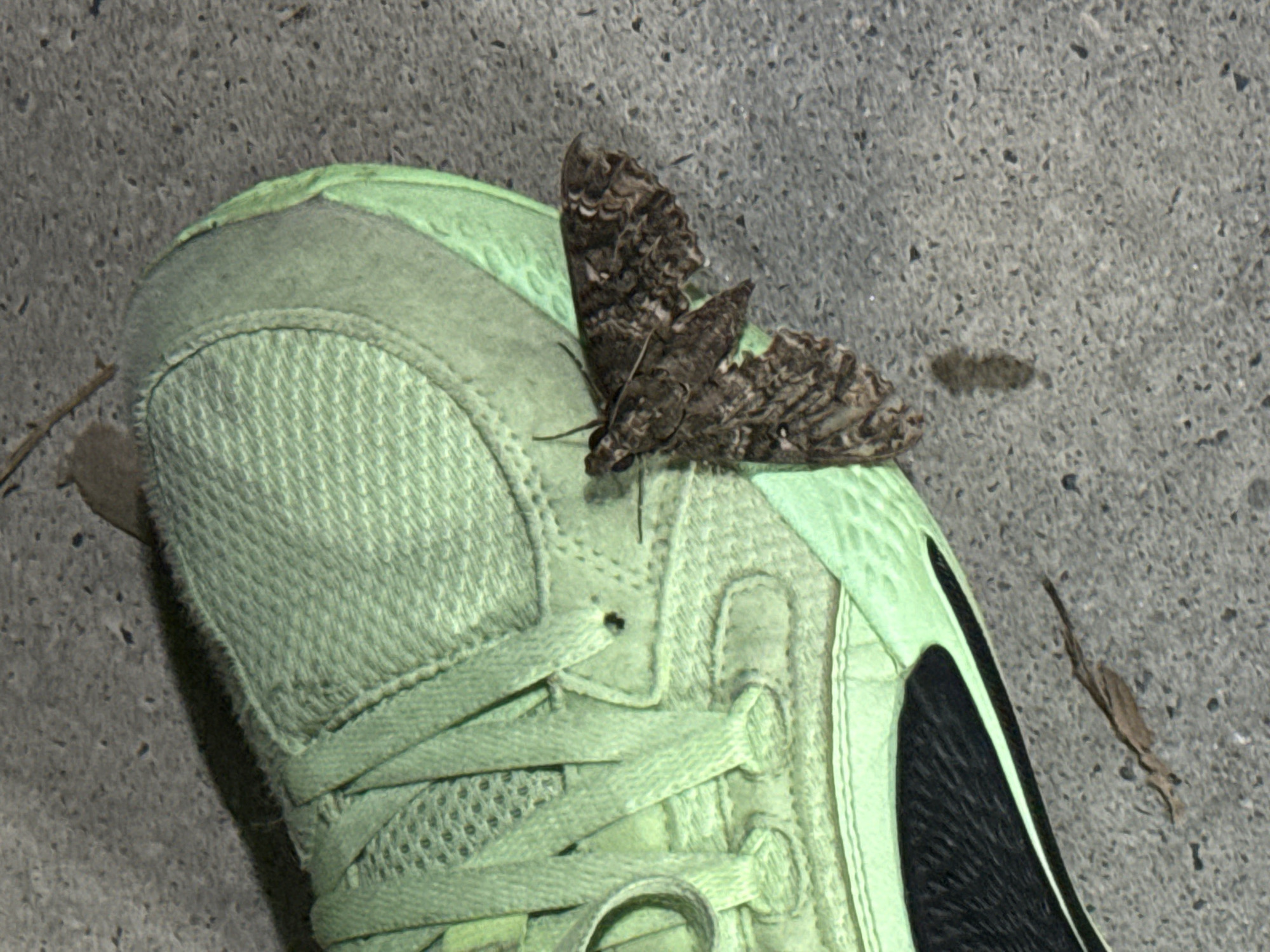 A brown and grey moth with patterned wings rests on the toe of a light green sneaker. The sneaker is placed on a concrete surface. The background is a gray, textured surface.