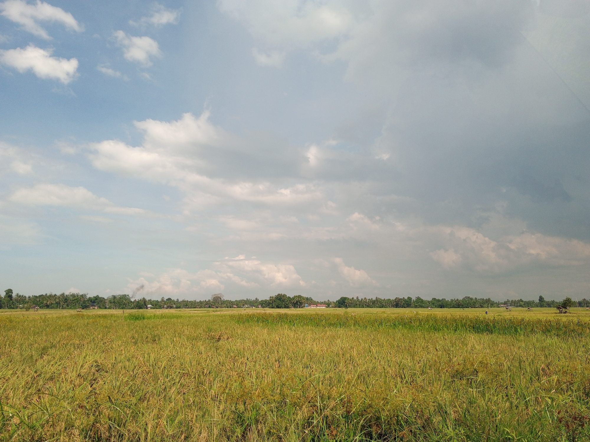 The image presents an expansive agricultural landscape in Muliengmanyang, Indonesia, under a partly cloudy sky. The foreground and midground are occupied by a vast rice paddy, densely populated with mature rice plants exhibiting a predominant golden-yellow hue intermingled with green stalks. A distinct, horizontal treeline composed of dense, dark green foliage, including palm trees, forms the horizon, separating the cultivated fields from the sky. Within the distant treeline, several indistinct structures, consistent with residential or agricultural buildings, are visible. A column of dark smoke rises vertically from behind the treeline on the left-central side of the image, indicating active burning. The sky above is divided into two contrasting areas: the left half displays a light blue sky with scattered white cumulus clouds, while the right half is covered by a uniform, heavier mass of grey clouds. A small, rustic hut with a dark roof stands within the rice field in the right-central midground. No human figures are discernible within the frame.