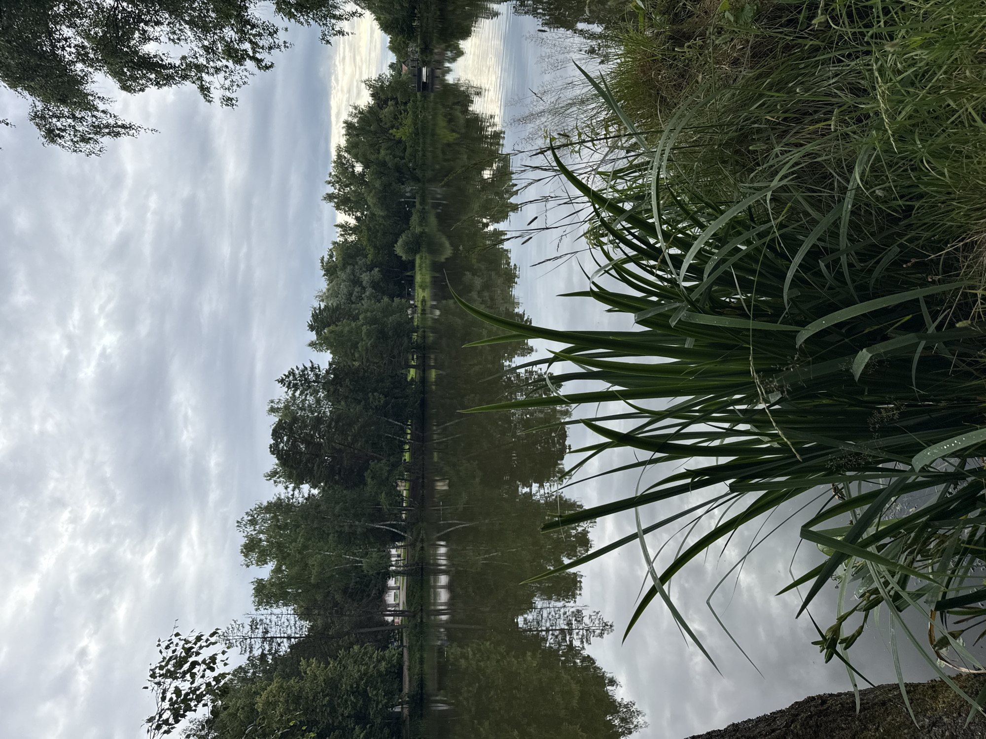 A still lake reflects an overcast sky and a line of trees along its far bank, with a large cluster of tall green reeds in the foreground dominating the right side of the frame. The lake's surface is smooth, with subtle ripples distorting the reflections of the clouds and trees. On the opposite shore, dense green foliage, primarily deciduous trees, forms a continuous line, punctuated by a few lighter-colored buildings or structures partially visible through the trees. In the distance, across the lake, a small, dark-colored bridge with a red roof is visible. The foreground features a substantial amount of lush green grass and reeds, with a rough-barked tree trunk on the far left edge of the image. The overall lighting suggests a cloudy day.