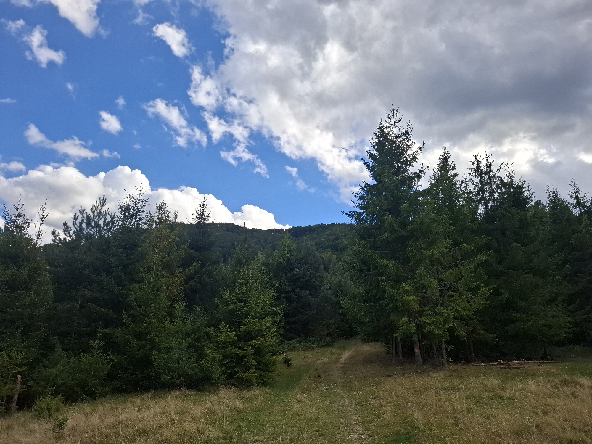 The image depicts a natural outdoor scene, likely a forest or mountainous region, under a partly cloudy sky. The foreground is a grassy area with dry, yellowish grass, suggesting a late summer or autumn season. A dirt path winds its way from the lower center of the frame into a dense forest. The forest itself is composed primarily of evergreen trees, appearing to be fir or pine, with varying shades of green indicating different species or ages of trees. The trees form a thick canopy that extends up a gentle slope. In the sky, patches of bright blue are visible between large, white and gray cumulus clouds. The overall impression is one of a peaceful, remote landscape. The location is identified as Volovets, Ukraine, a town known for its proximity to the Carpathian Mountains, which are characterized by dense forests and scenic natural beauty. There are no people or animals visible in the image, and no specific activities are depicted.
