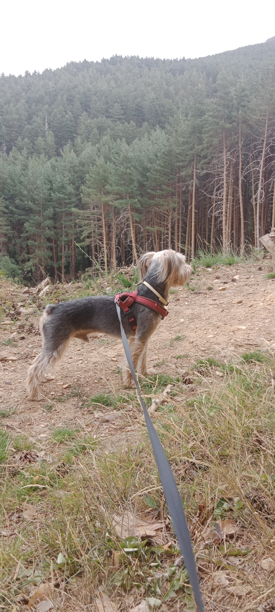 A medium shot captures a small, shaggy-haired dog wearing a red harness and a light-colored collar, standing on a dirt path. The dog is facing right, looking away from the camera, with its tail slightly raised. A gray leash extends from the harness downwards and out of frame. The path is surrounded by dry grass and scattered pinecones. In the background, a dense forest of pine trees stretches up a hillside under an overcast sky. The scene appears to be in a rural or natural setting, likely a hiking trail.
