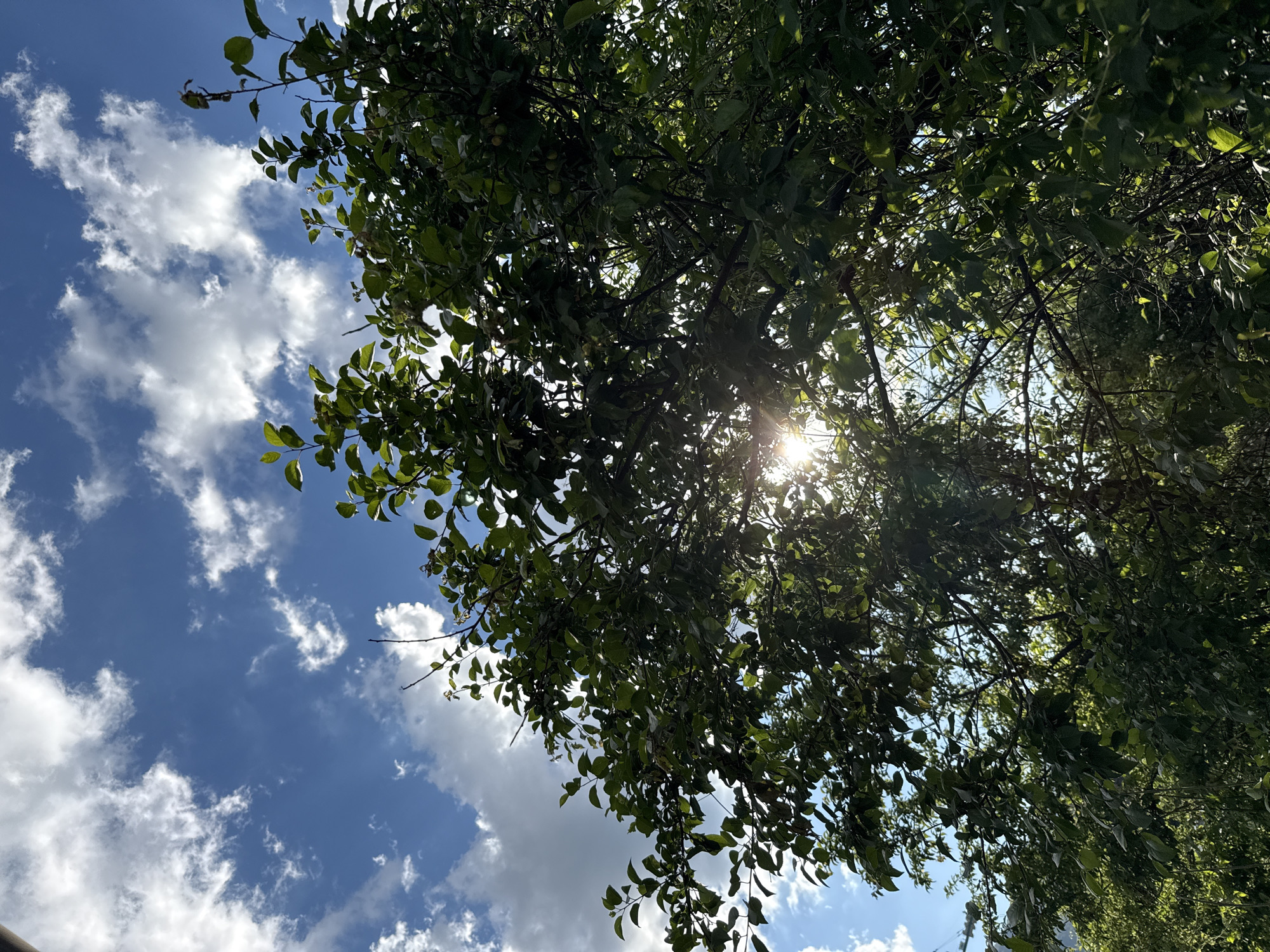 The image shows a view upwards through the branches and leaves of a tree, with a blue sky and scattered white clouds visible in the background. The sun is shining brightly through the foliage, creating a glare. The location is likely outdoors during daylight hours. The specific location within Sofia, Bulgaria is indeterminable from the visual information. There are no people visible in the image.