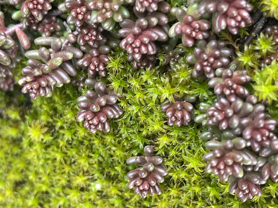 This macro image depicts a dense patch of natural flora. The primary ground cover is vibrant, light green moss, characterized by numerous small, star-shaped individual growths. Interspersed among and growing directly from this moss are multiple clusters of a succulent plant. These succulents feature plump, ovoid to tear-drop shaped leaves, predominantly reddish-brown in color with subtle green variations, arranged in tight rosettes or small groupings. The scene is static, showing no human figures, animals, artificial objects, or any distinguishing architectural or topographical features identifiable as a specific location within the city of Baltiysk, Russia.